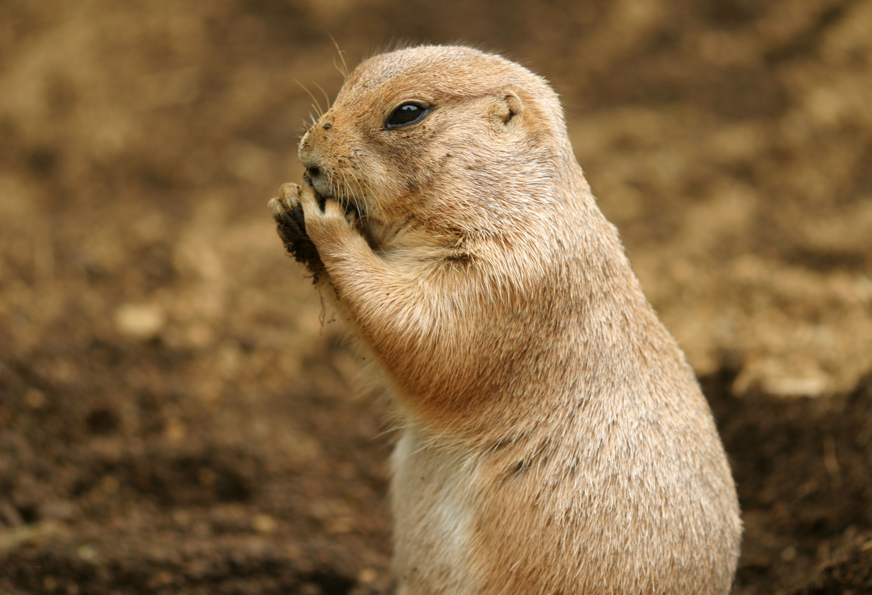 photo,material,free,landscape,picture,stock photo,Creative Commons,Afternoon snack of a prairie dog, rodent, , , 