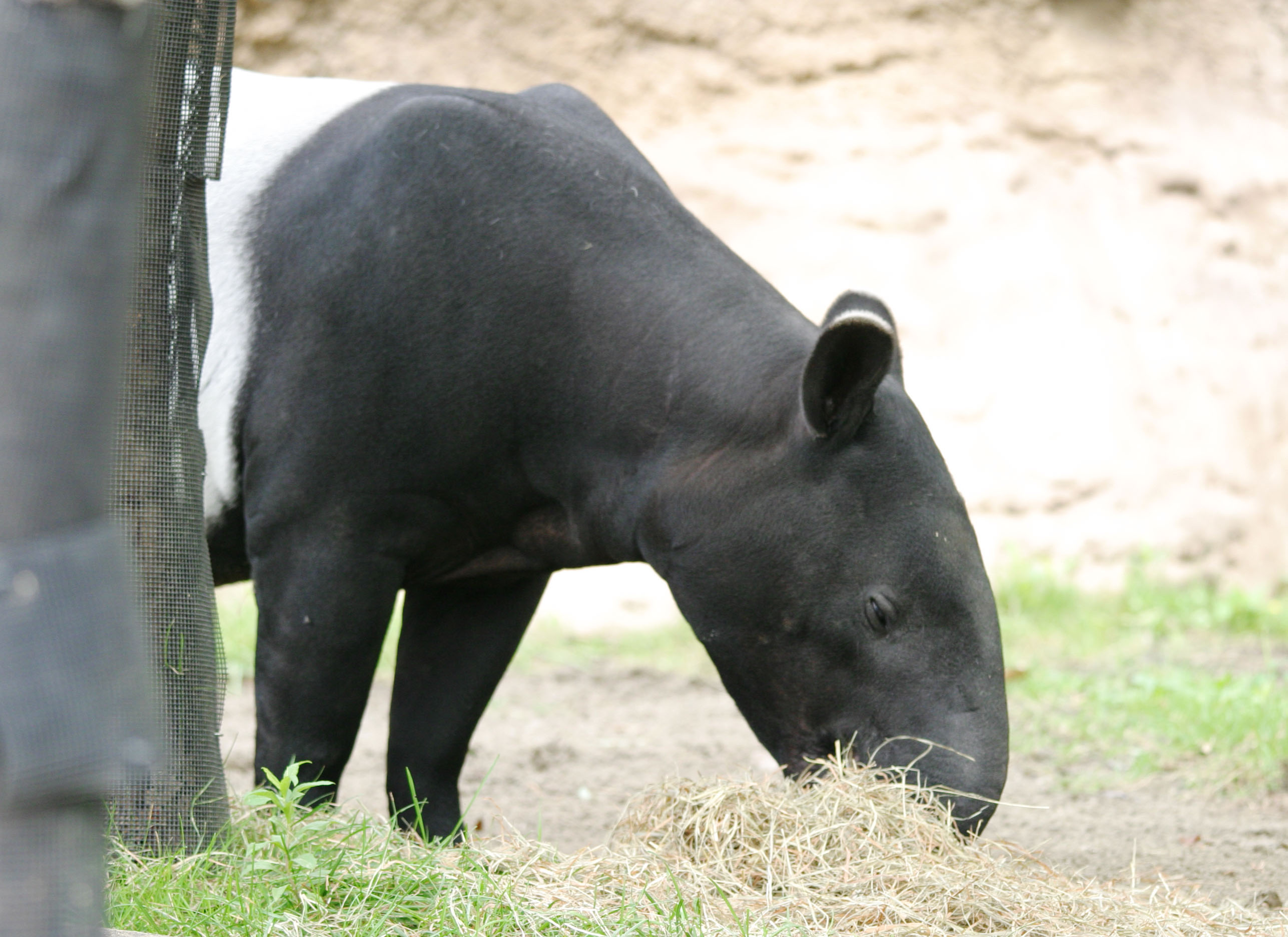 photo,material,free,landscape,picture,stock photo,Creative Commons,Malayan tapir, tapir, , , 