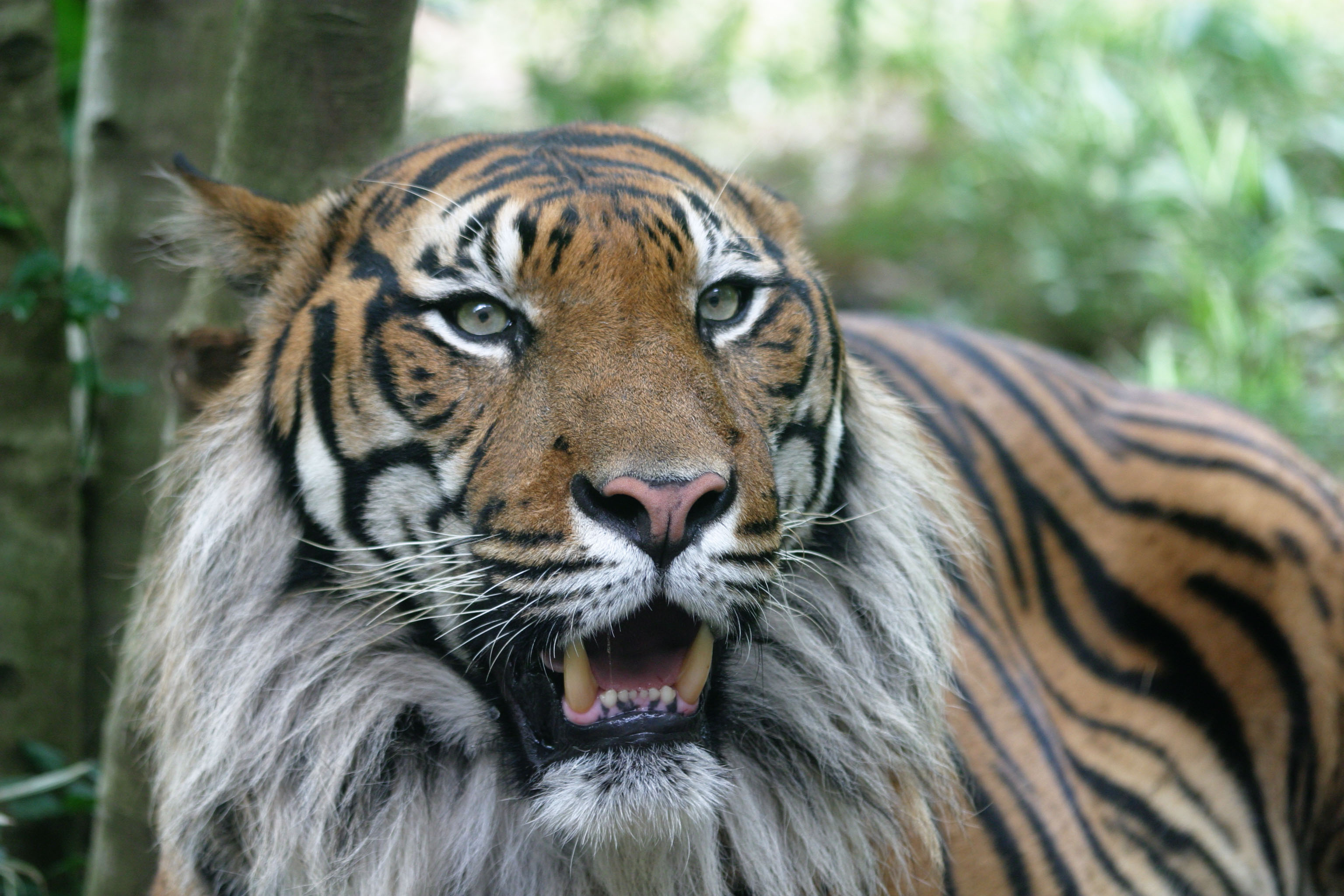 photo,material,free,landscape,picture,stock photo,Creative Commons,Roar of a tiger, tiger, , , 
