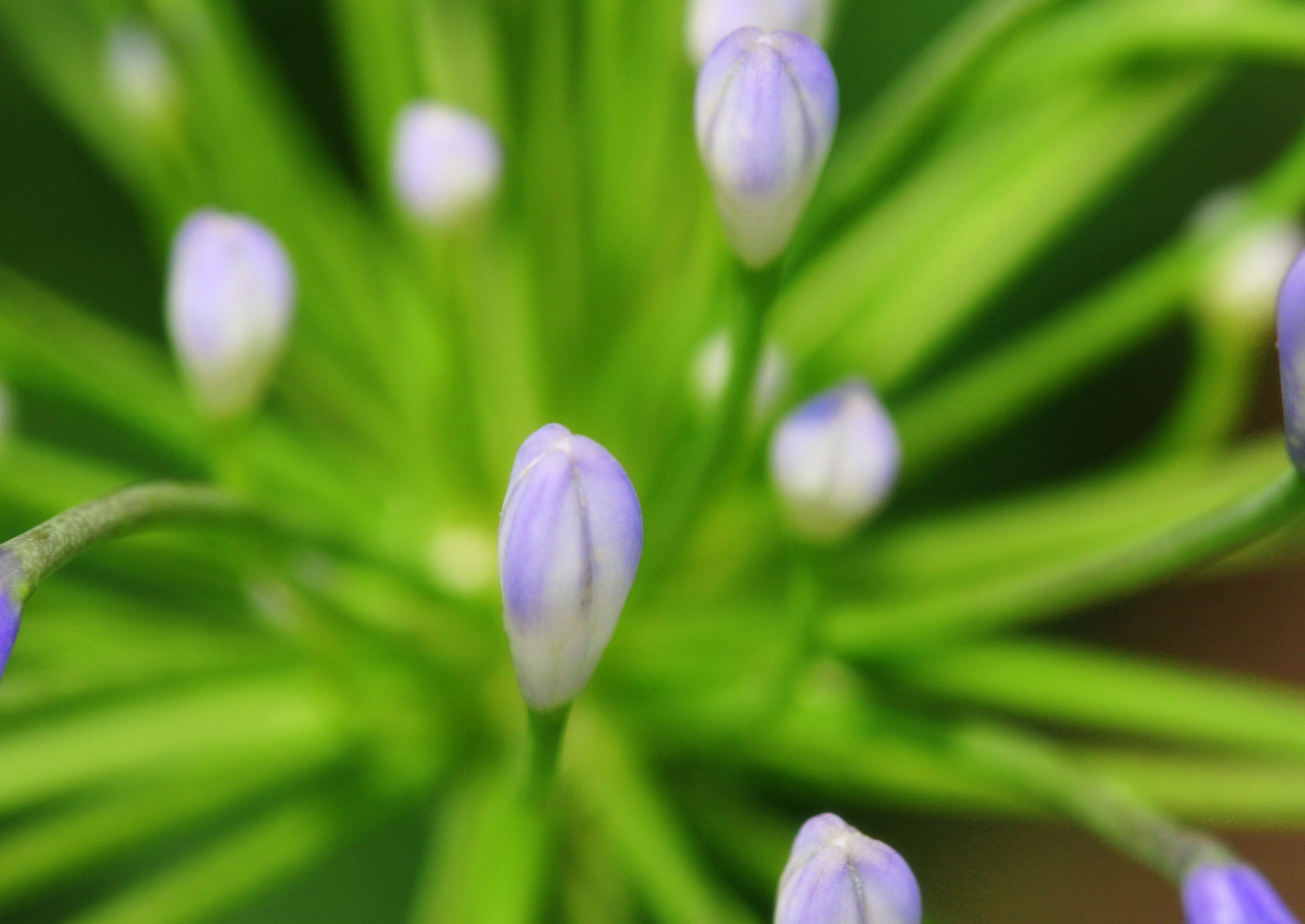 photo,material,free,landscape,picture,stock photo,Creative Commons,Flower buds, bud, , , 