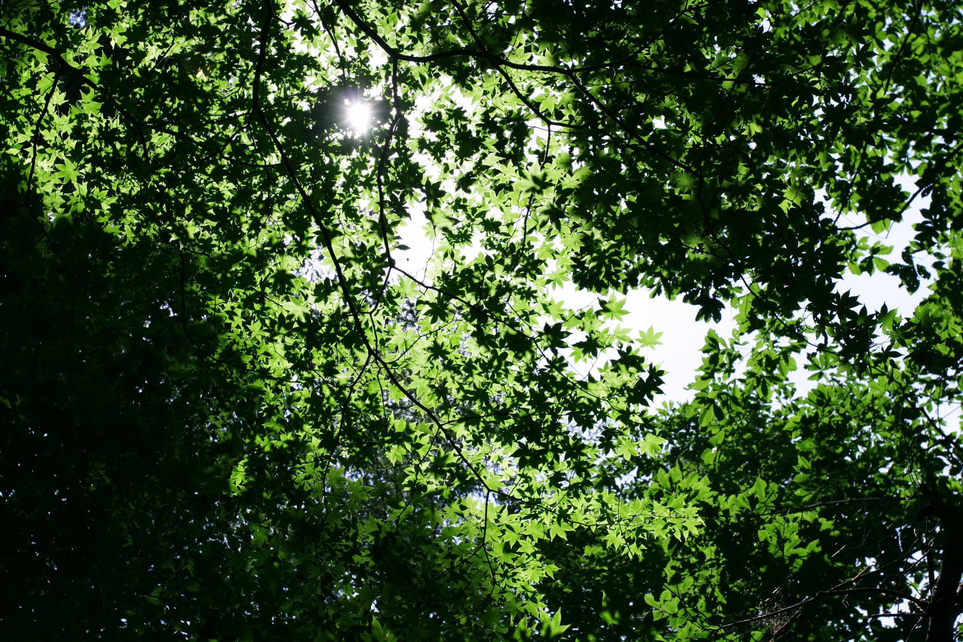 photo,material,free,landscape,picture,stock photo,Creative Commons,New green canopy, leave, transmitted light, tender green, sun