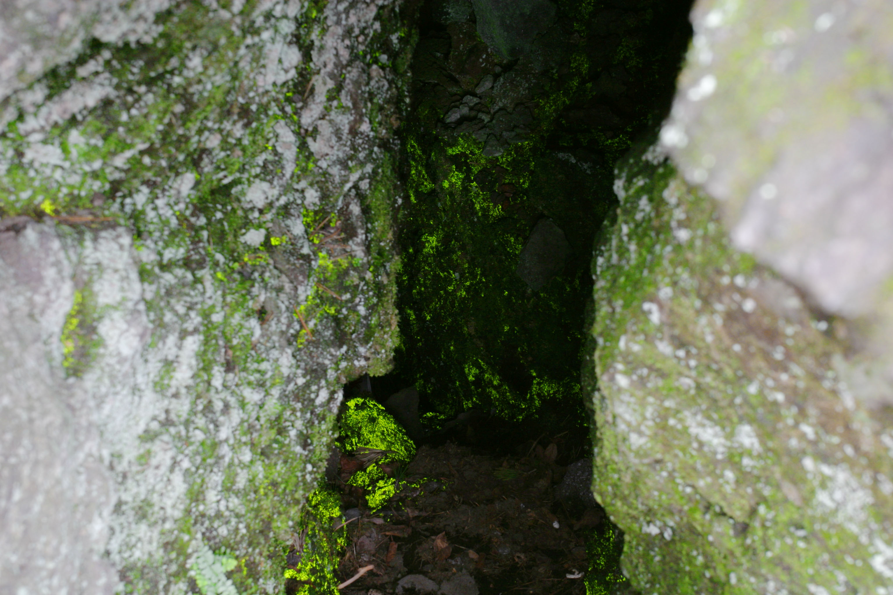 photo,material,free,landscape,picture,stock photo,Creative Commons,Luminous moss, moss, light, cave, 
