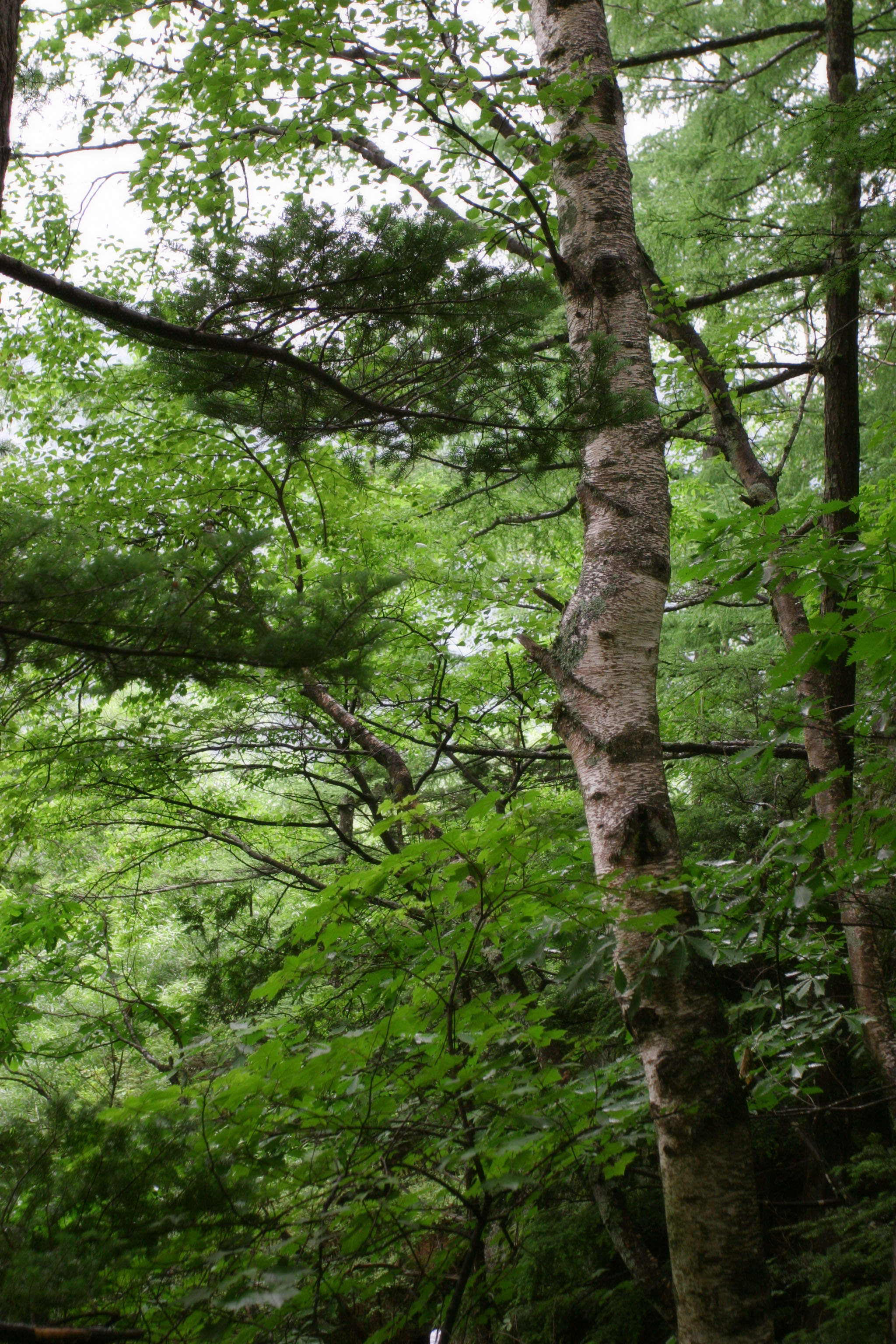photo,material,free,landscape,picture,stock photo,Creative Commons,Tree in Kamikochi, green, tree, leave, 