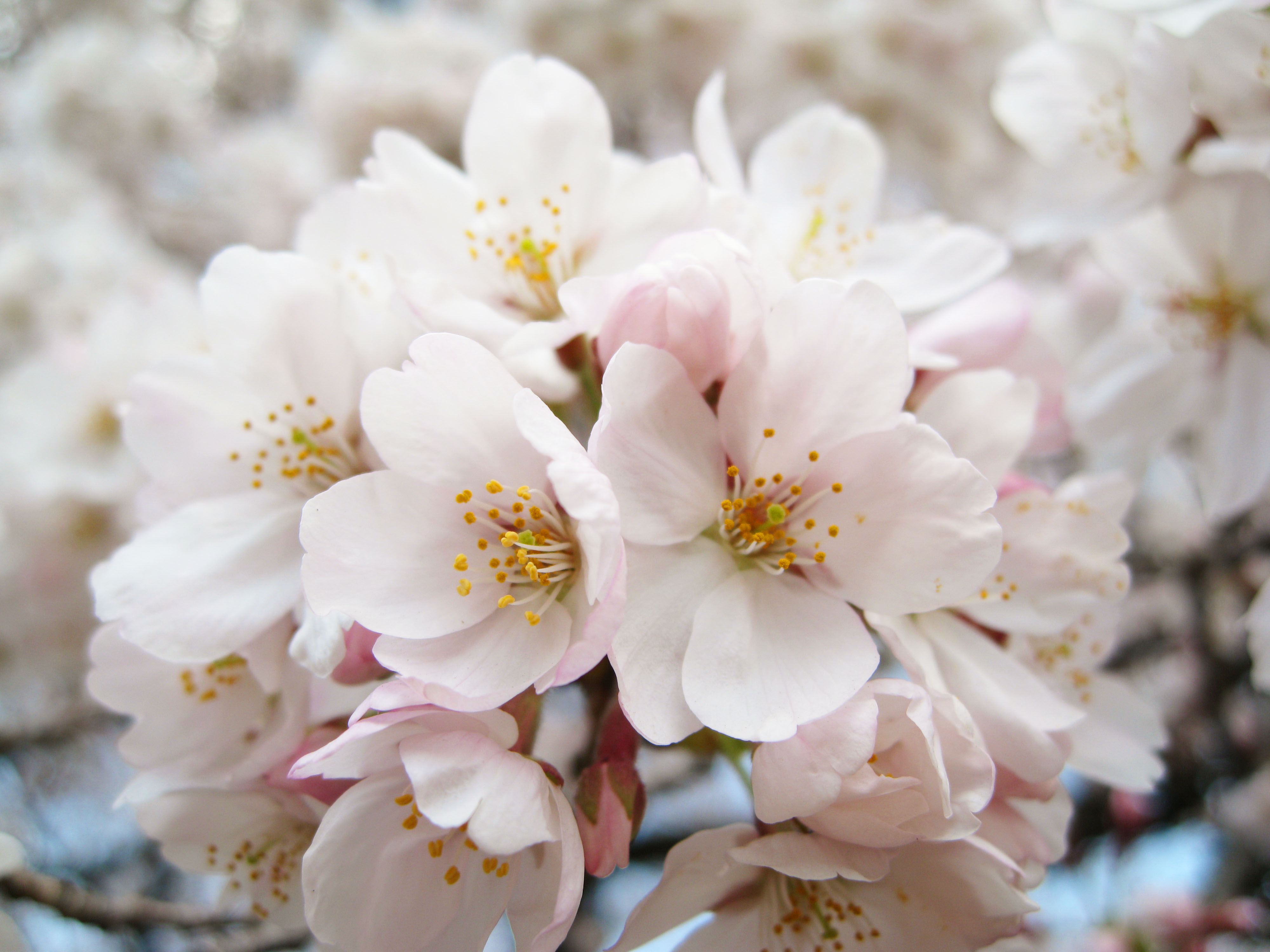 ゆんフリー写真素材集 No 桜 日本 東京