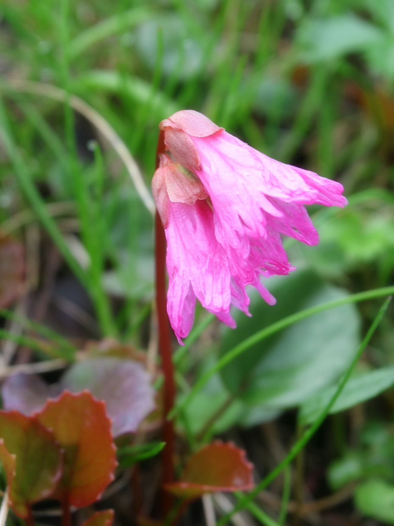 photo,material,free,landscape,picture,stock photo,Creative Commons,Diapensiaceae, pink, alpine plant, , 