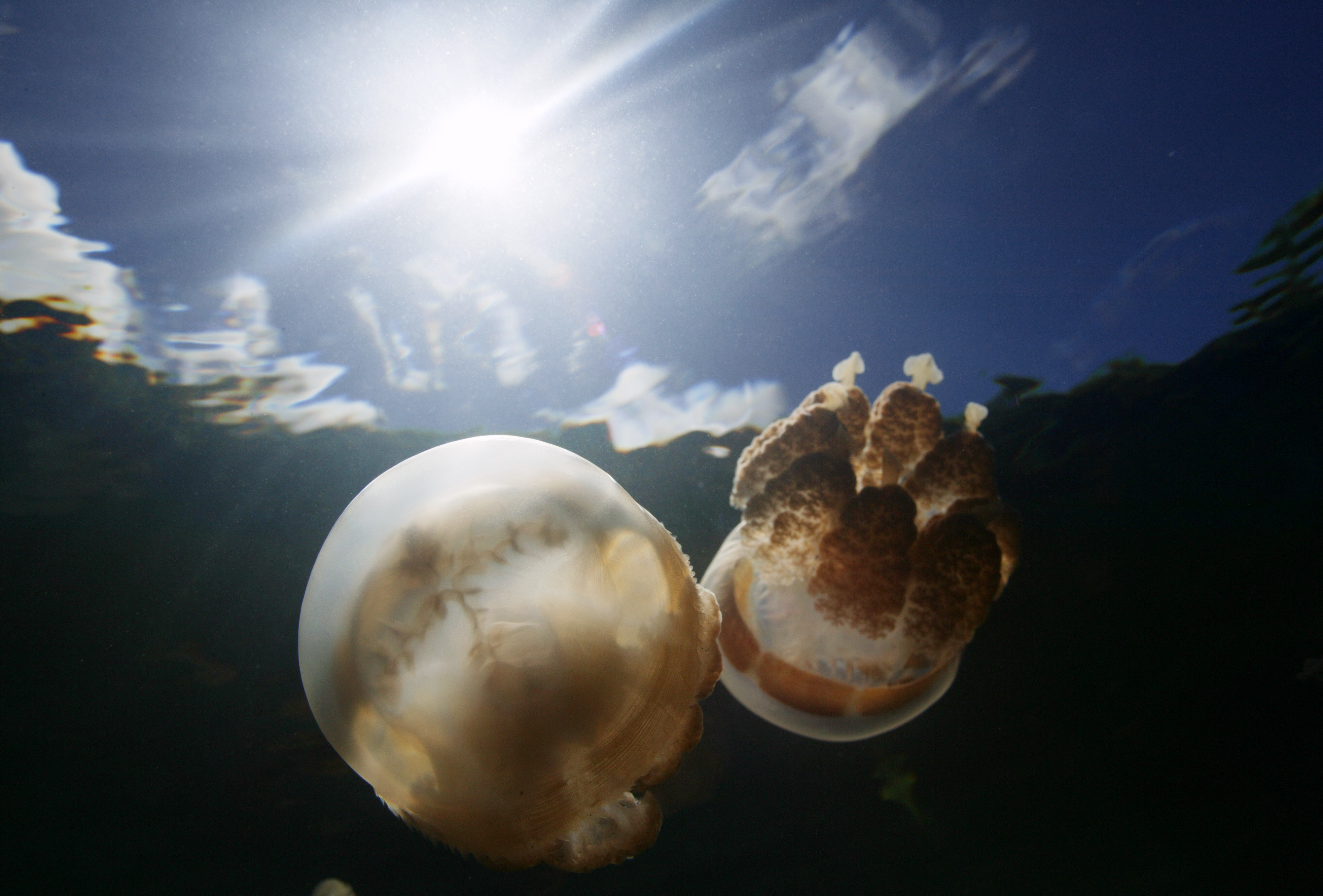 photo,material,free,landscape,picture,stock photo,Creative Commons,Rendezvous of cosmic jellyfishes., jellyfish, , , underwater photograph