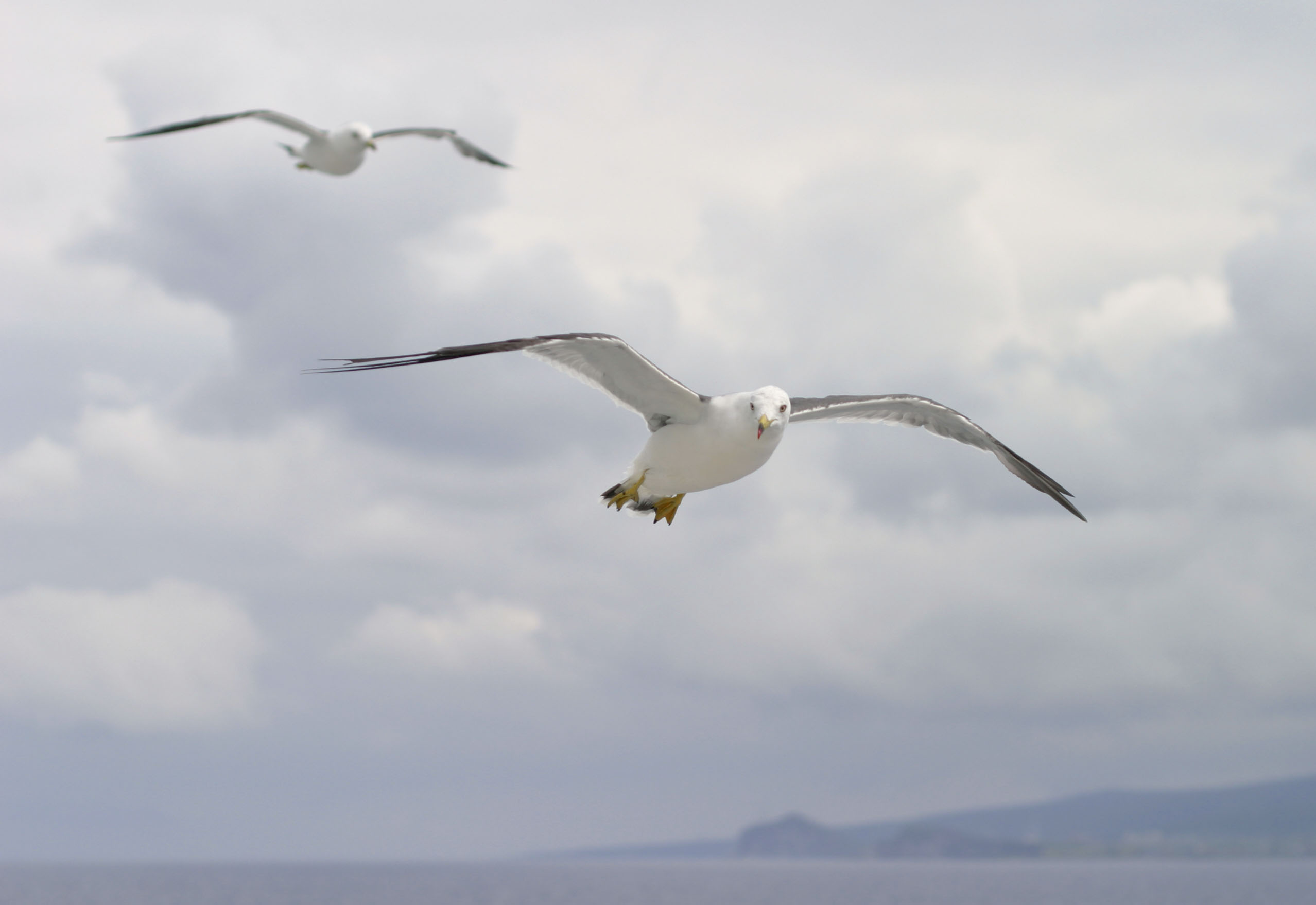 photo,material,free,landscape,picture,stock photo,Creative Commons,Rendezvous of seagulls, seagull, sky, sea, 