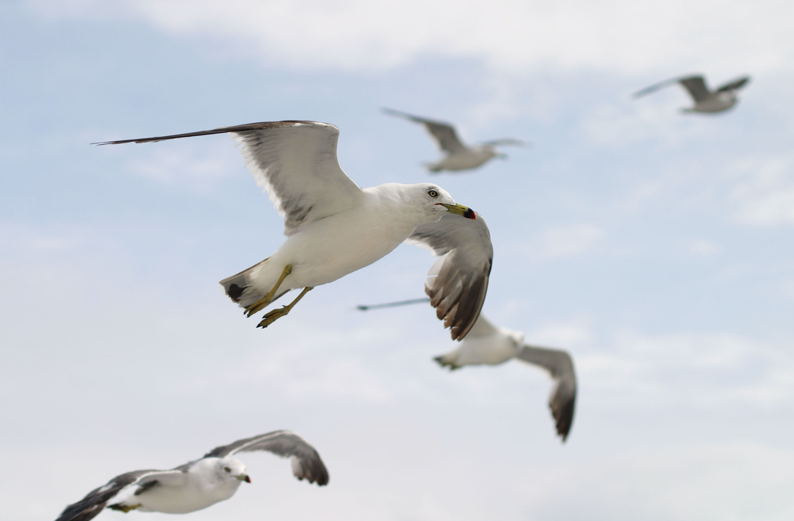 photo,material,free,landscape,picture,stock photo,Creative Commons,Flock of seagulls, seagull, sky, sea, 