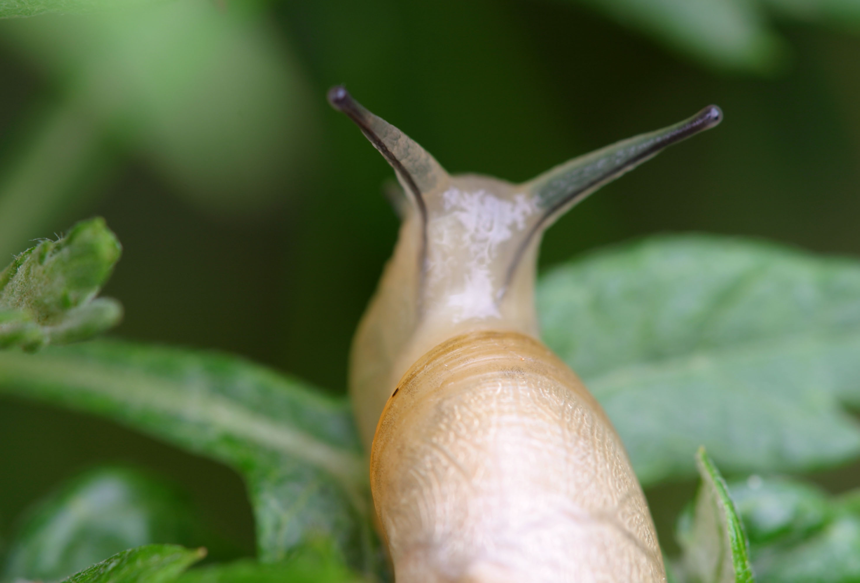 photo,material,free,landscape,picture,stock photo,Creative Commons,Snail, snail, , , 