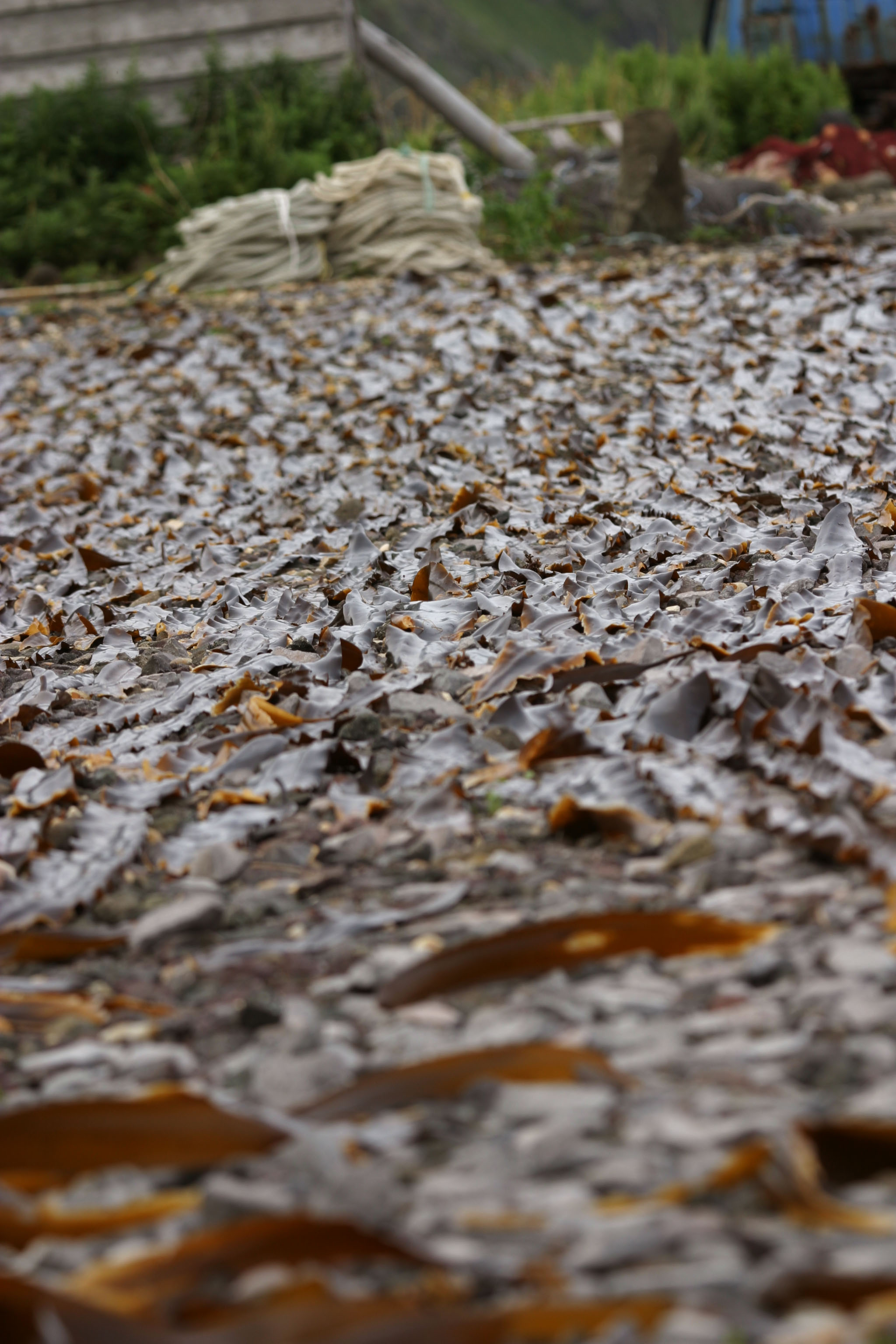 photo,material,free,landscape,picture,stock photo,Creative Commons,Kelp being dried, kelp, coast, seaweed, island