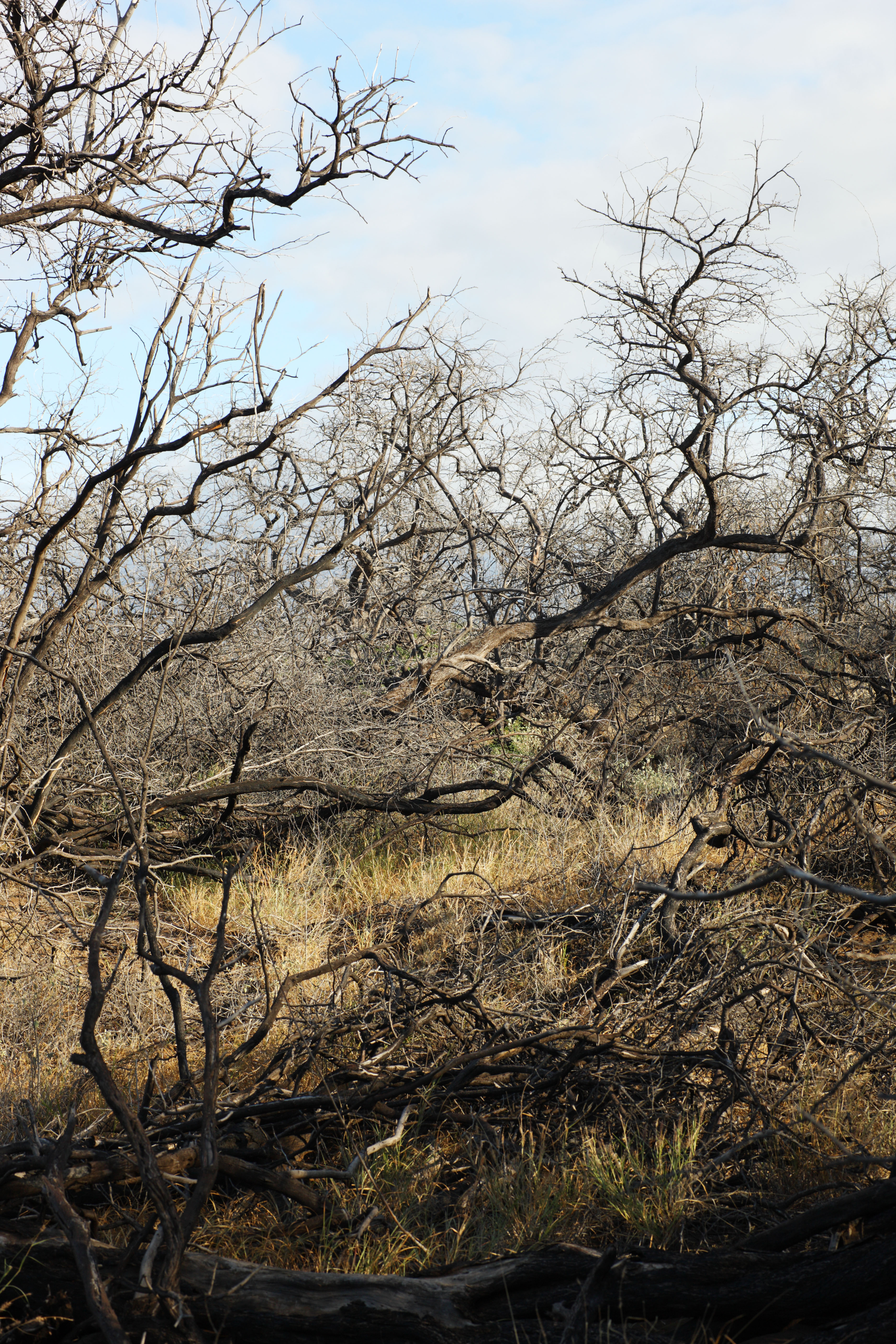 photo,material,free,landscape,picture,stock photo,Creative Commons,A dead tree of the lava, Lava, forest fire, branch, Drying