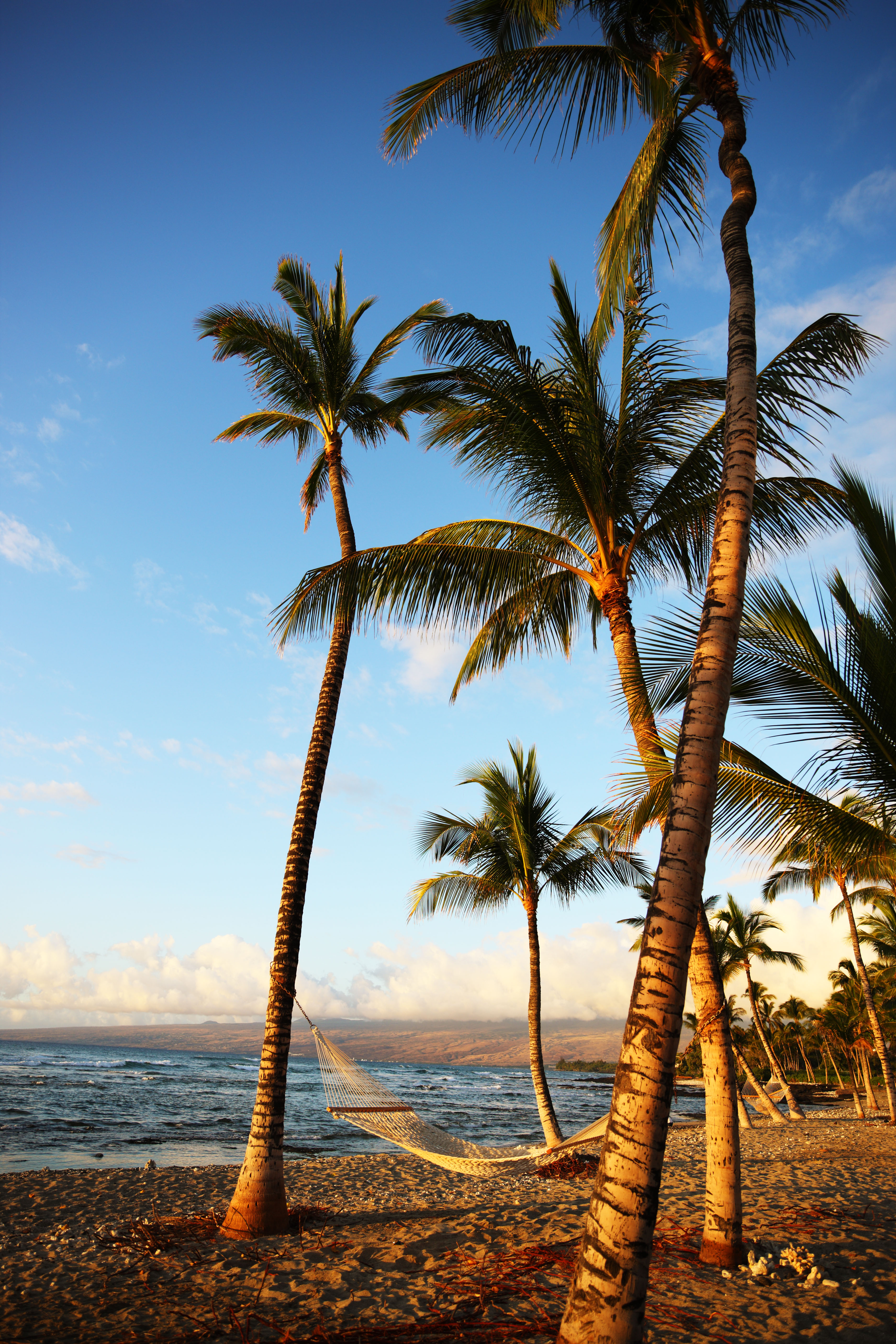 Foto, materieel, vrij, landschap, schilderstuk, bevoorraden foto,Hangmat Hawaii Island, , , , 
