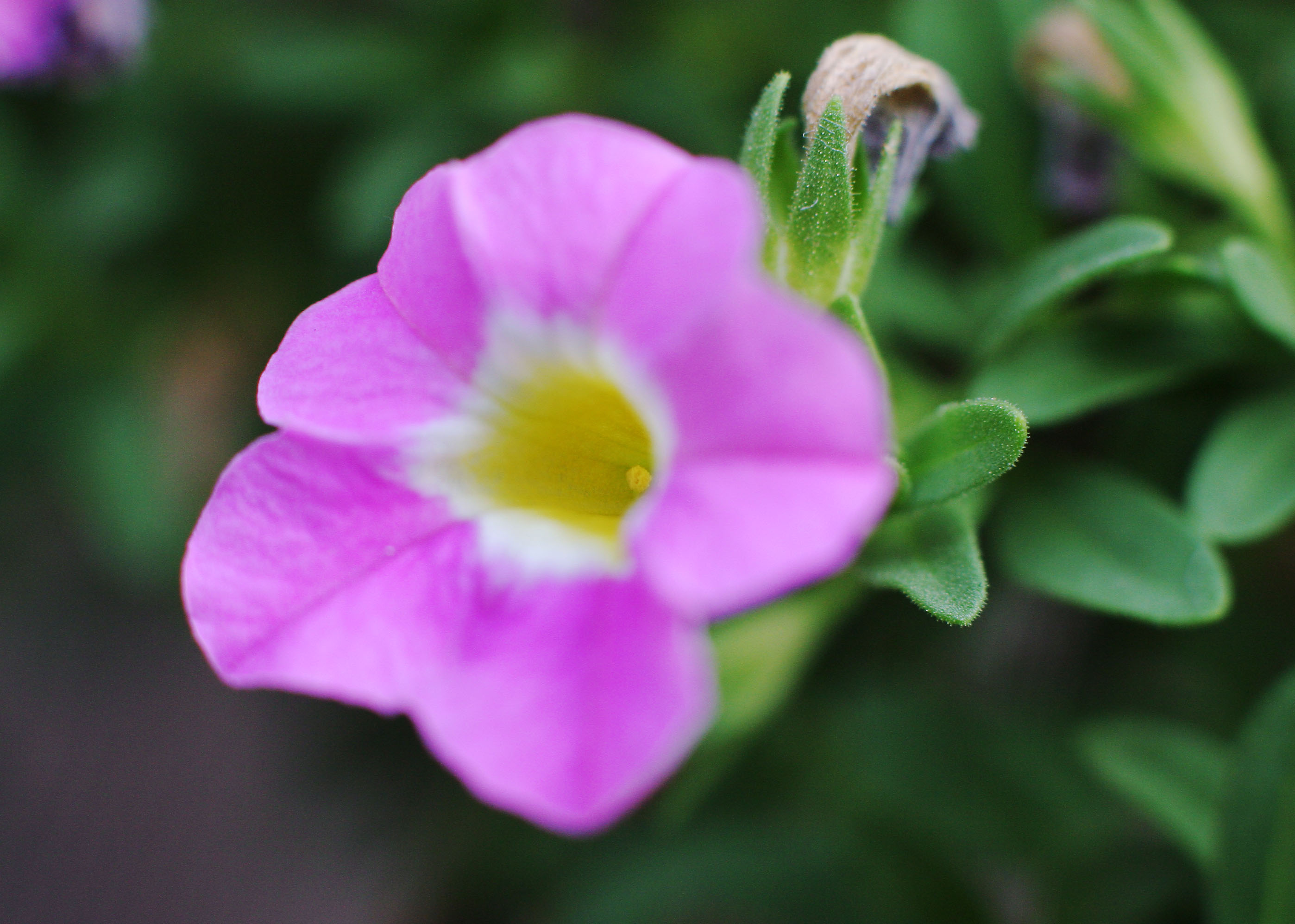 photo,material,free,landscape,picture,stock photo,Creative Commons,Small pink flower, pink, , , 