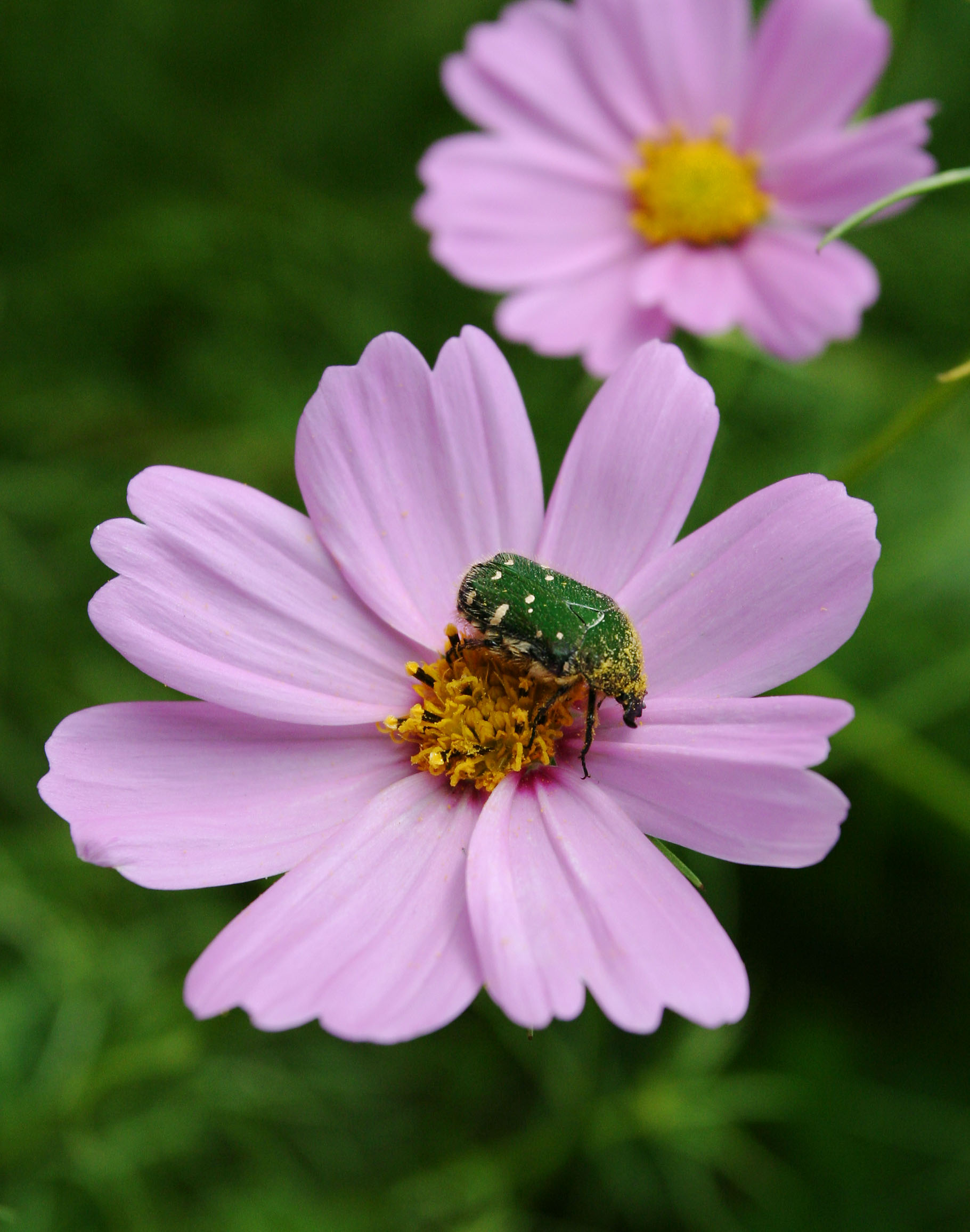 photo,material,free,landscape,picture,stock photo,Creative Commons,Delicious cosmos , green, beetle, pollen, pink