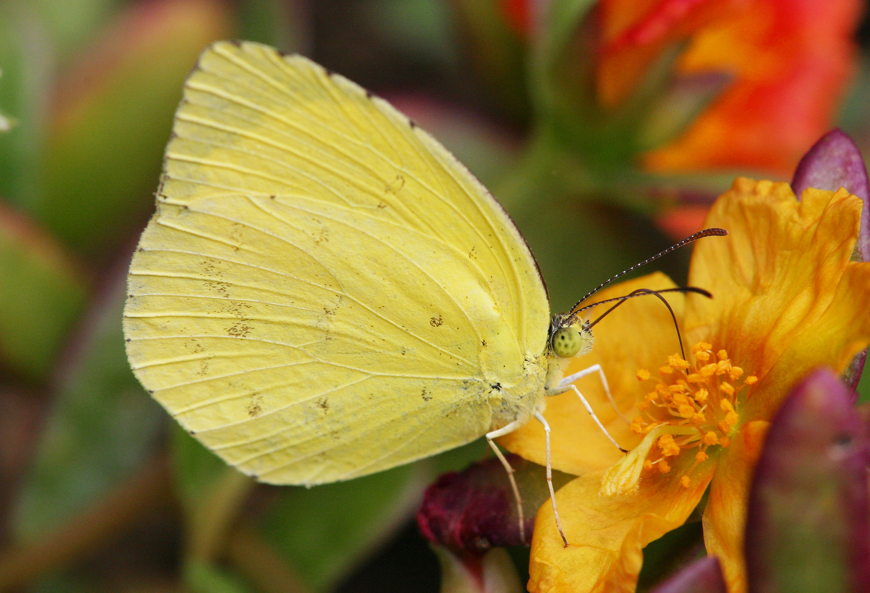 photo,material,free,landscape,picture,stock photo,Creative Commons,Sulfur butterfly, butterfly, , , yellow