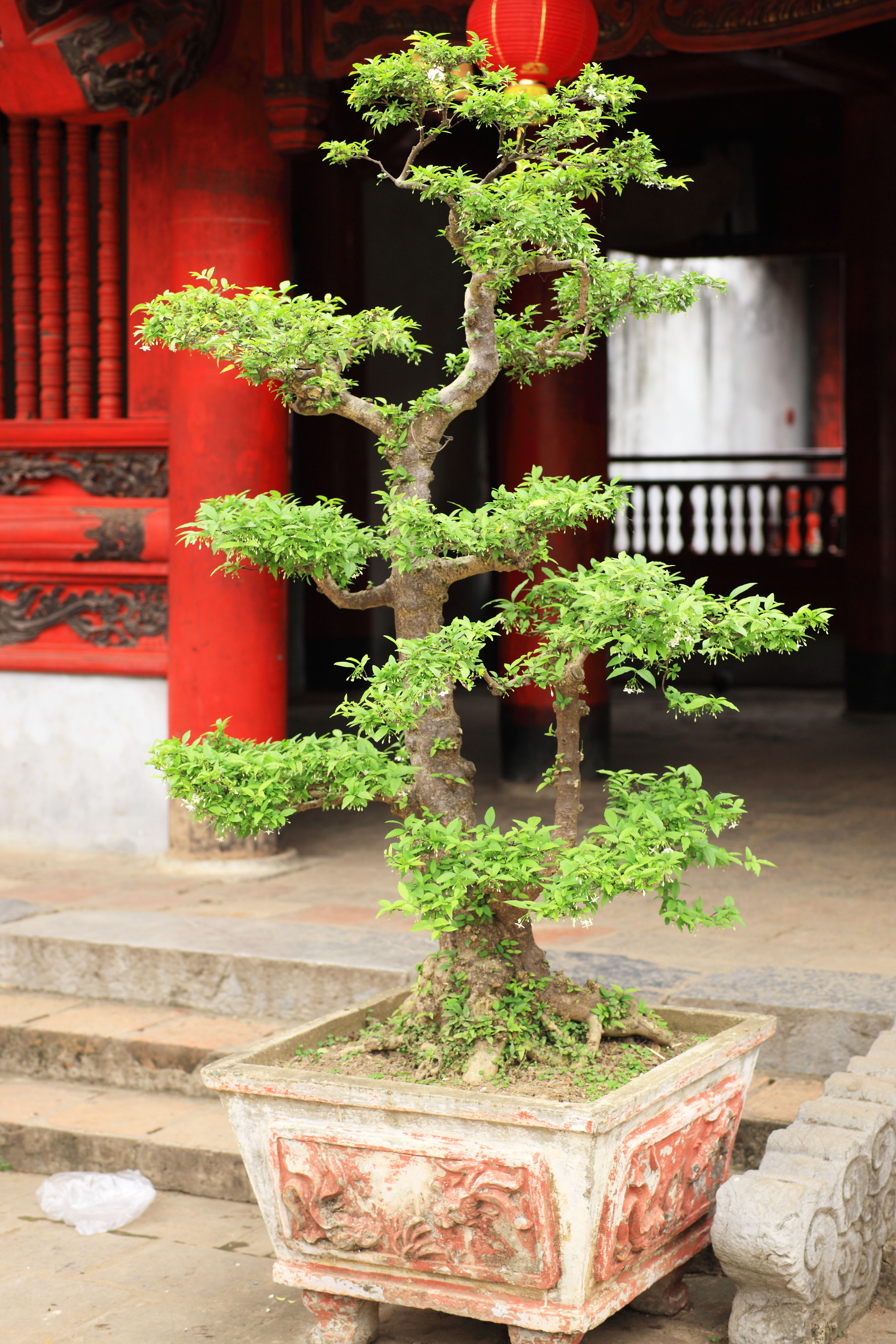 fotografia, material, livra, ajardine, imagine, proveja fotografia,Templo de literatura bonsai, , , , 