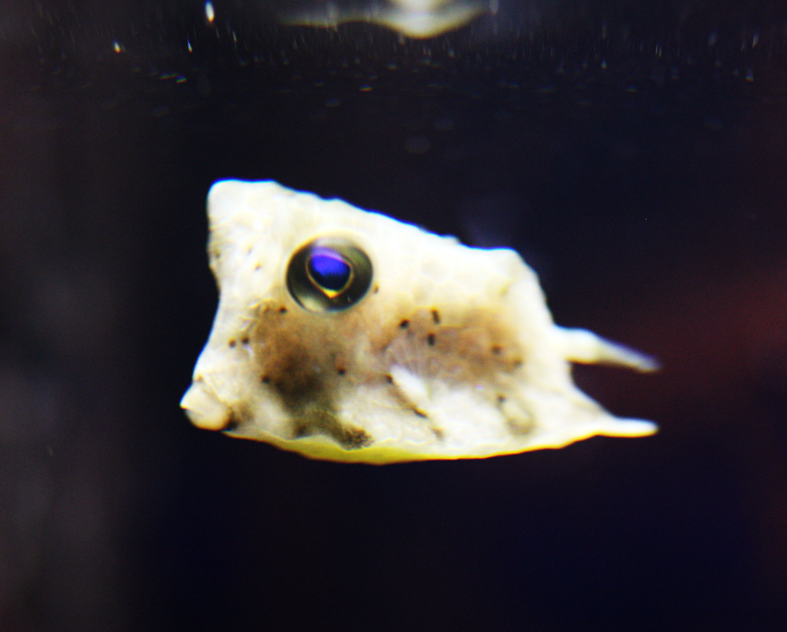 photo,material,free,landscape,picture,stock photo,Creative Commons,Boxfish, , , , 