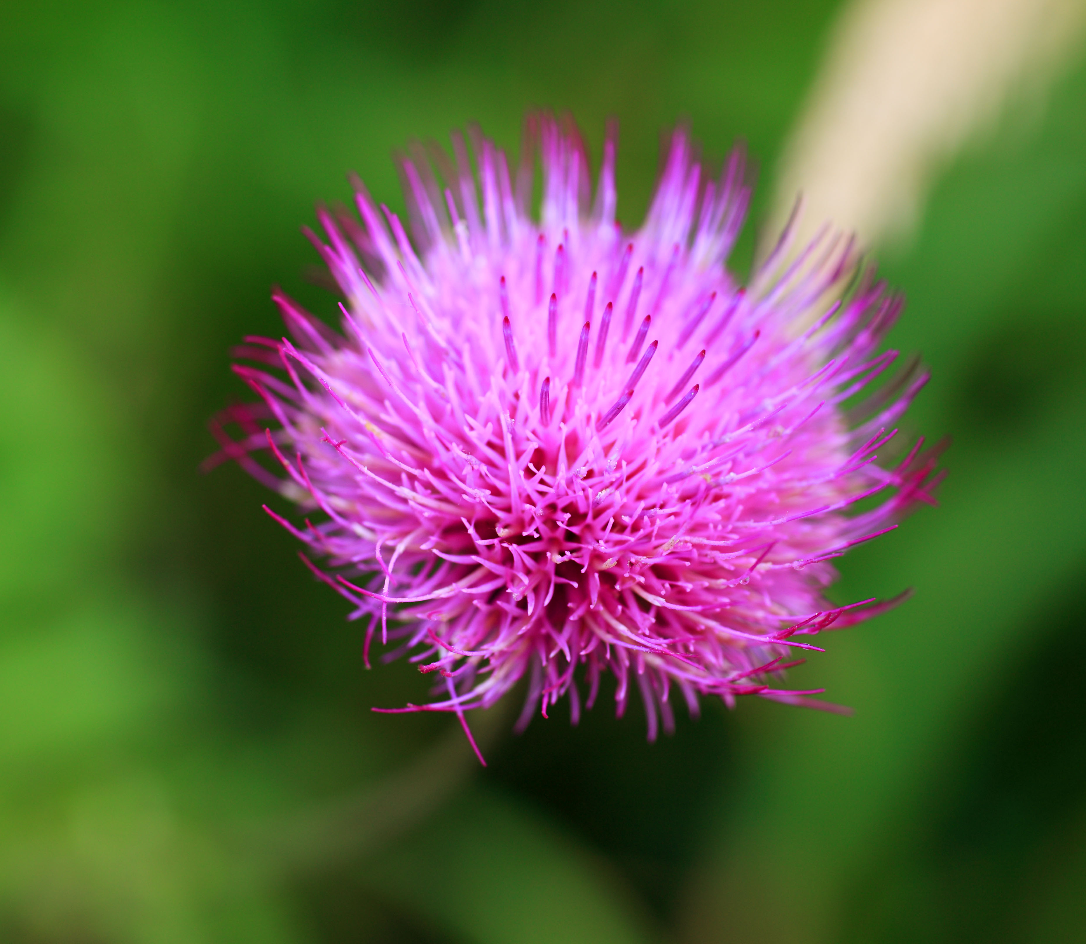 photo,material,free,landscape,picture,stock photo,Creative Commons,Thistle of dainty, , , , 