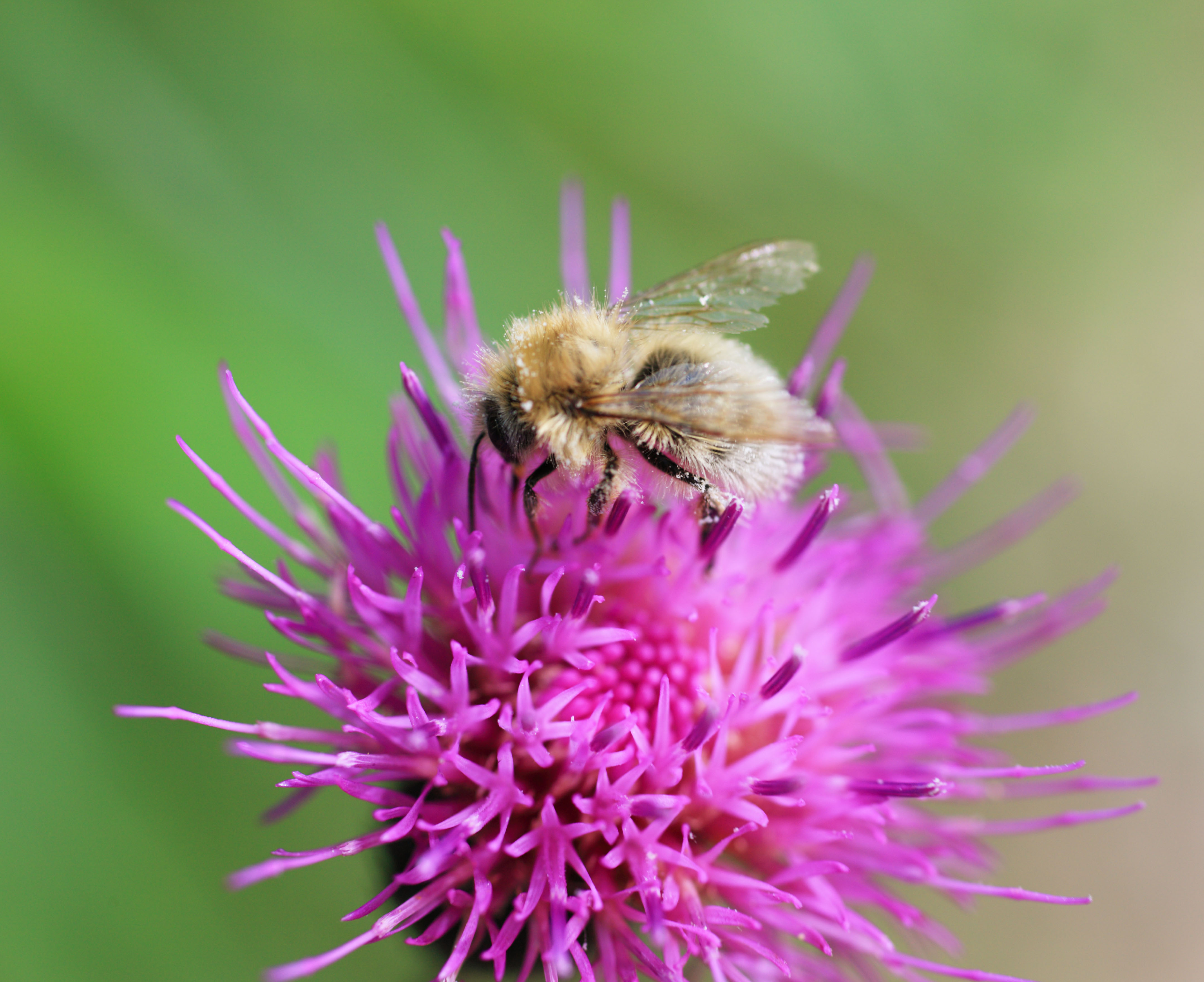 photo,material,free,landscape,picture,stock photo,Creative Commons,Thistle to bees, , , , 