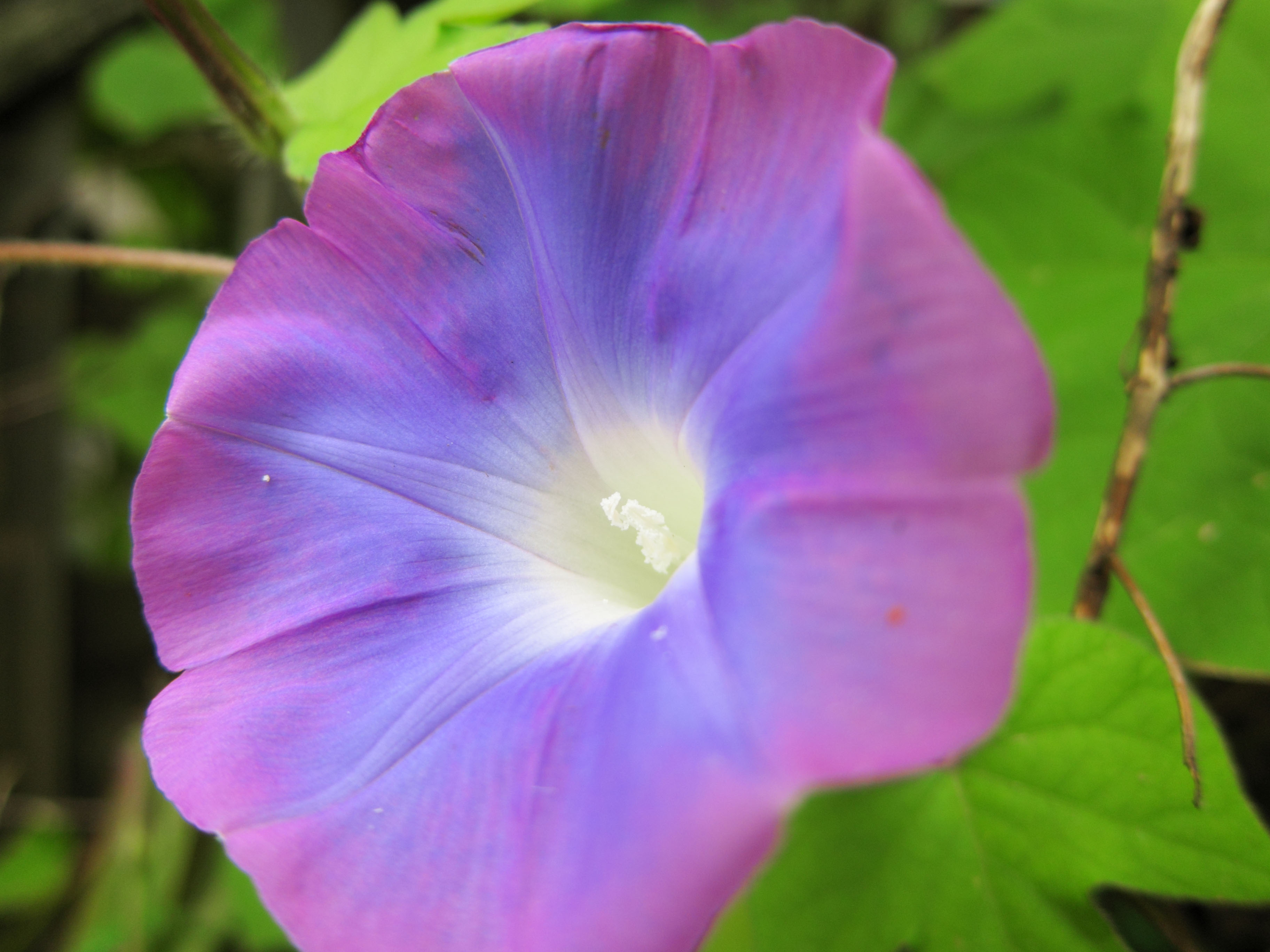 photo,material,free,landscape,picture,stock photo,Creative Commons,Morning Glory, , , , 