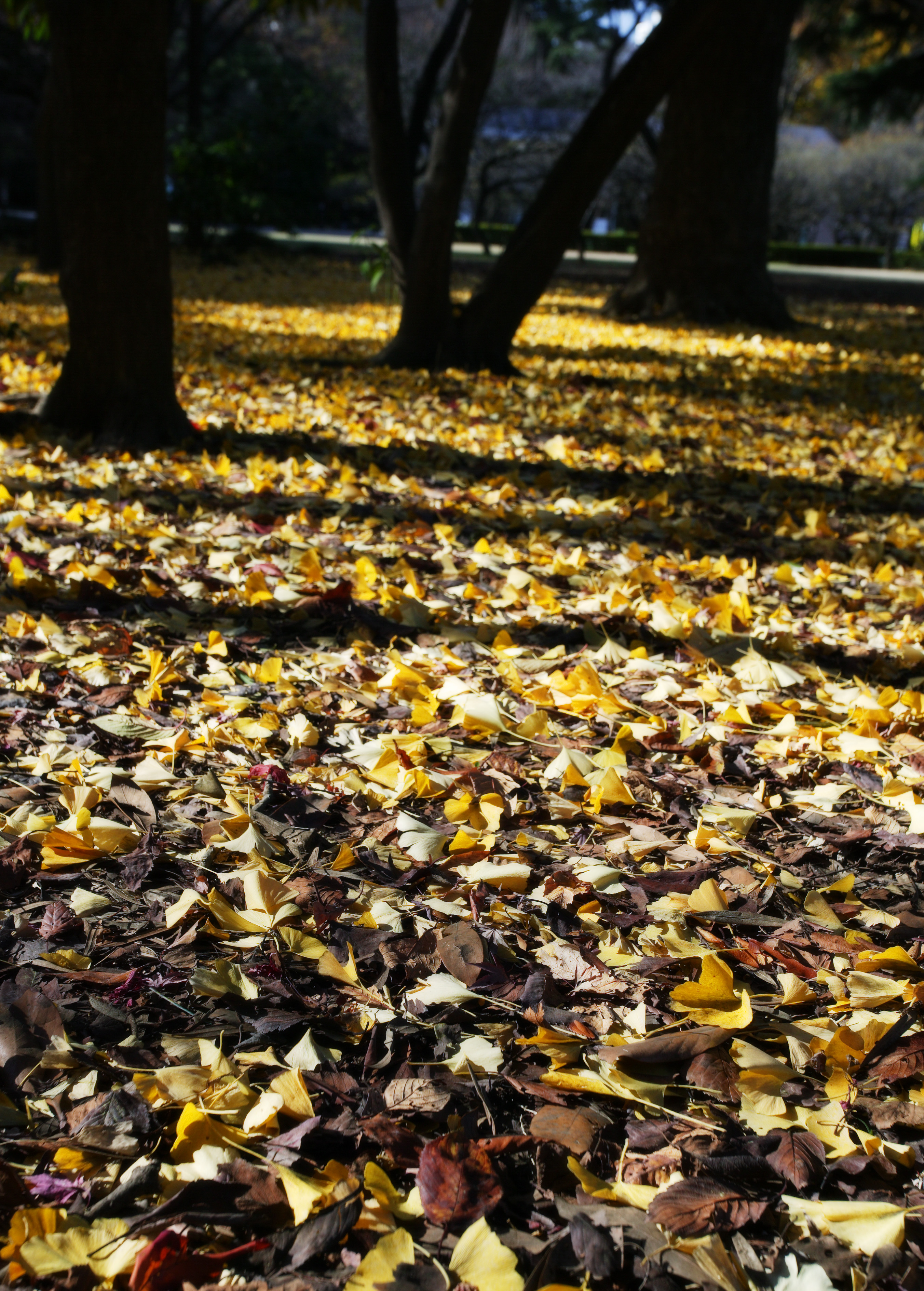 photo,material,free,landscape,picture,stock photo,Creative Commons,A dance of dead leaves, The ground, ginkgo, Fallen leaves, 