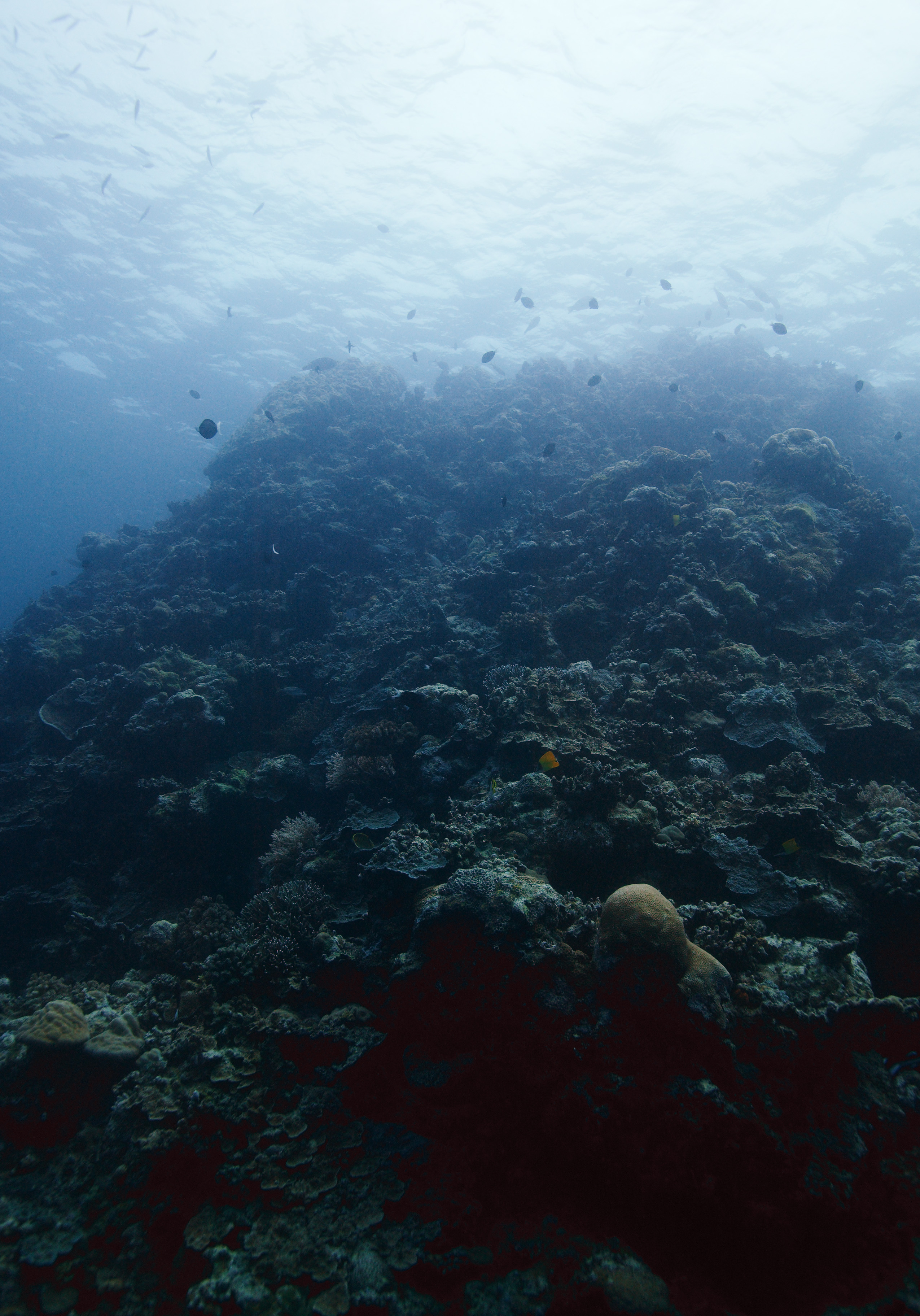 fotografia, material, livra, ajardine, imagine, proveja fotografia,O mar de um recife de coral, companheiro de molusco gigantesco, Coral, , fotografia subaqutica