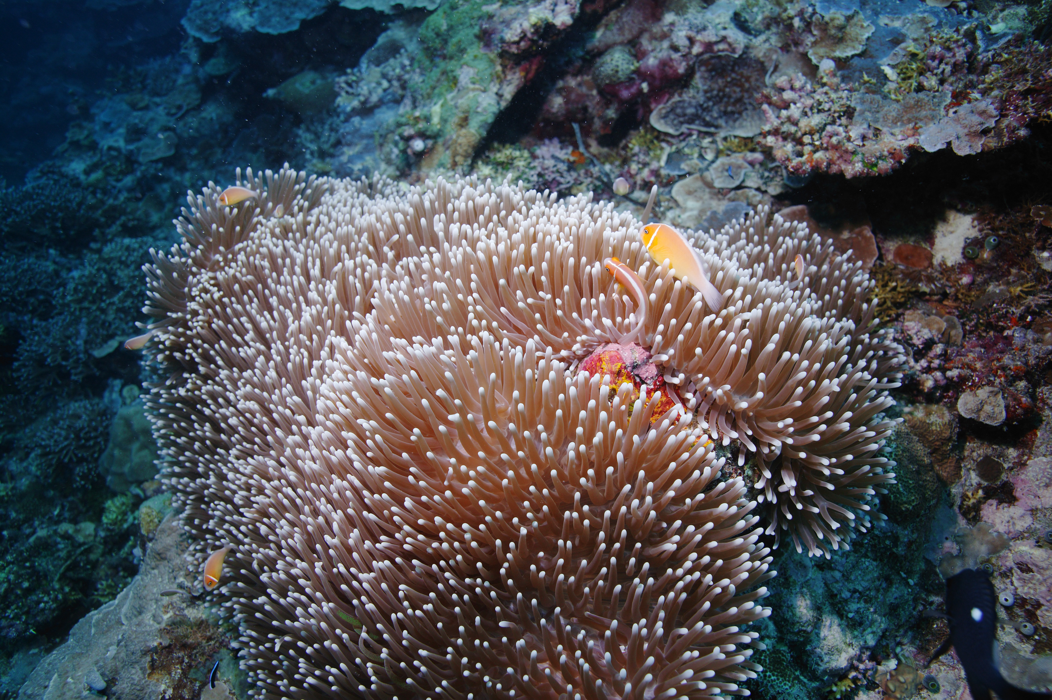 , , , , ,  ., ., anemone , Nimmo, , underwater 