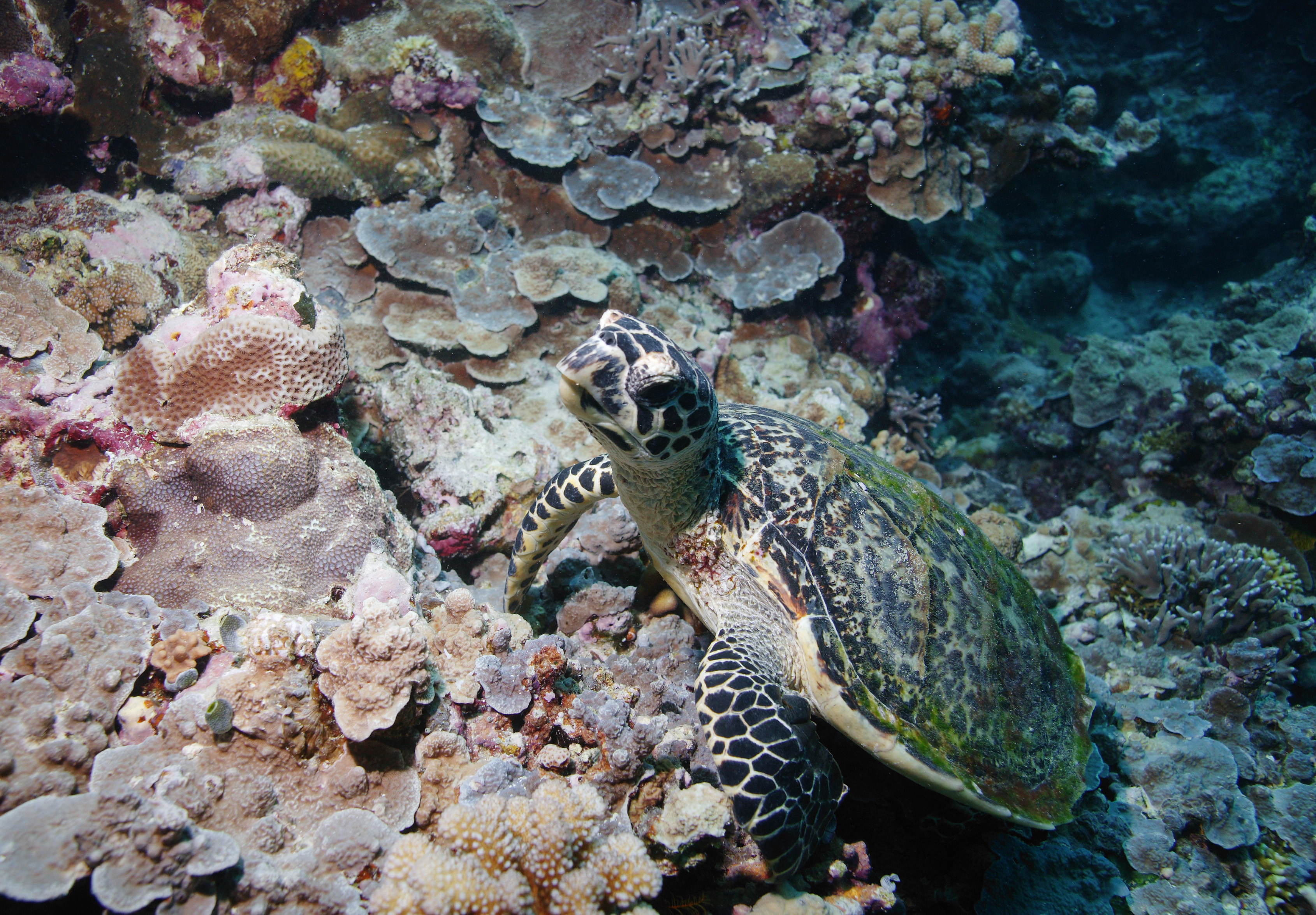 foto,tela,gratis,paisaje,fotografa,idea,Despertar de una tortuga marina, Seturtle, , , Coral