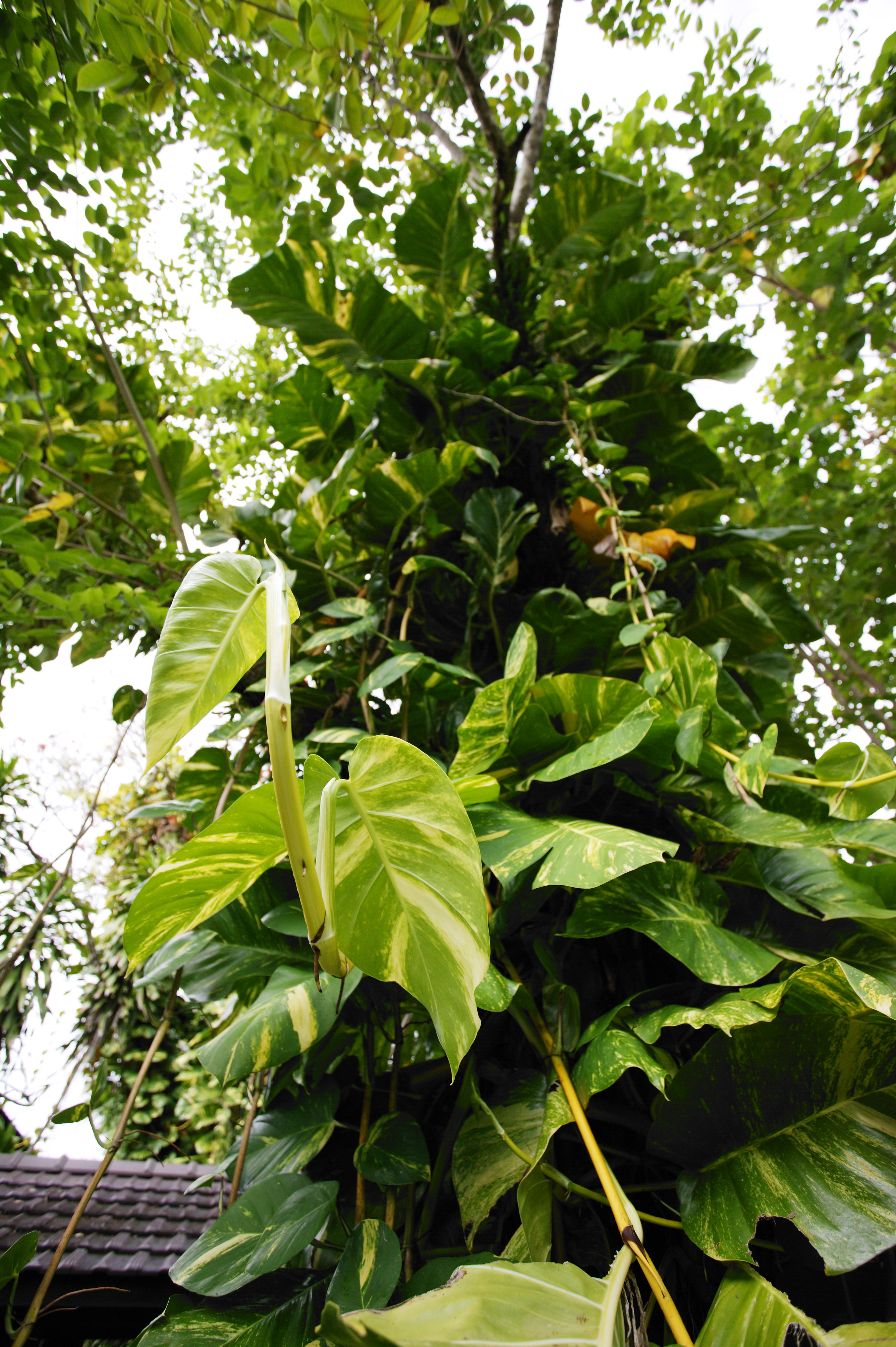 , , , , ,  ., ivy -arum., -arum, houseplant, jungle, 