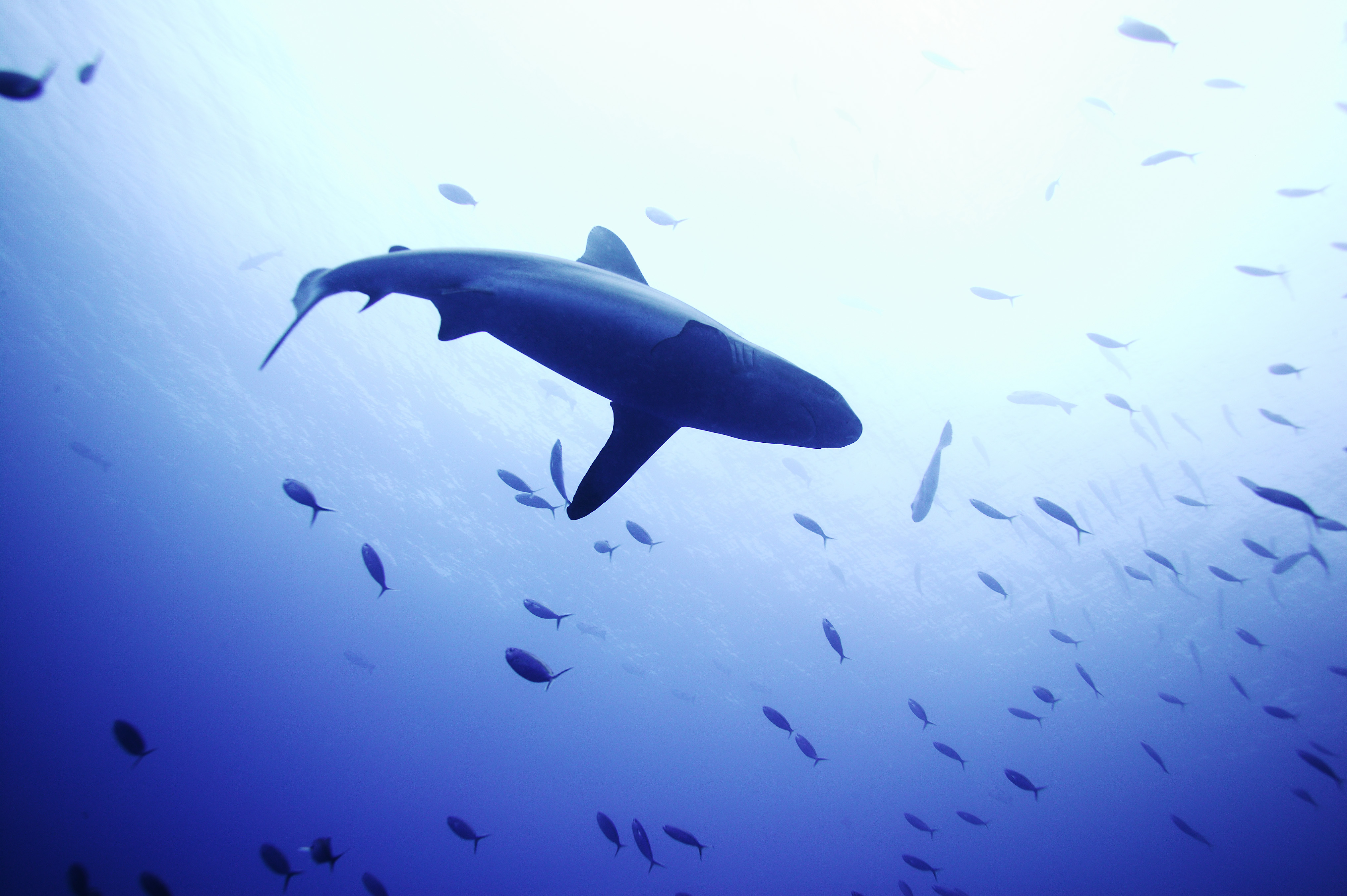 ゆんフリー写真素材集 No 1999 サメを見上げて パラオ共和国 パラオ