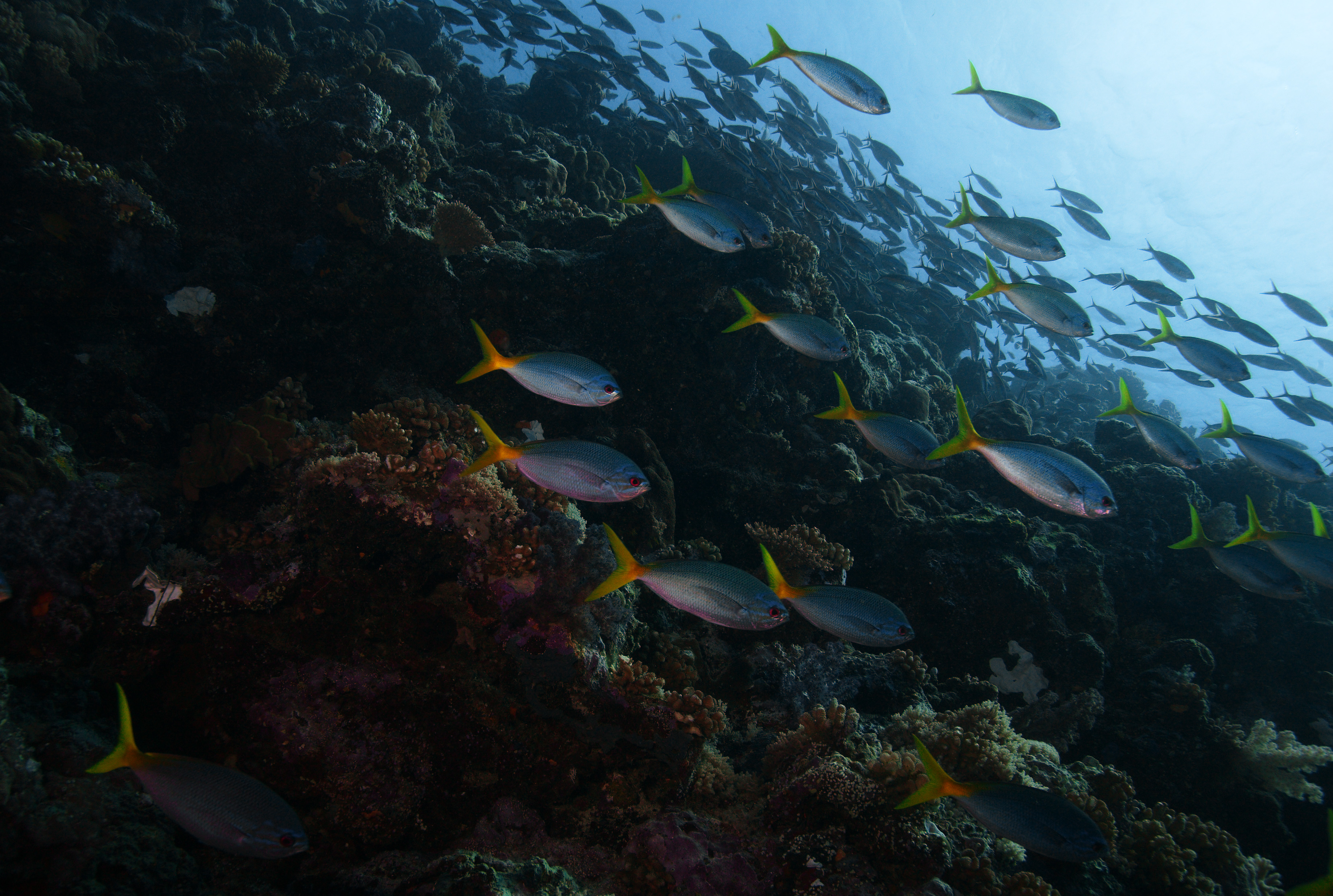photo,material,free,landscape,picture,stock photo,Creative Commons,A school of fish, The sea, Coral, , School of fish