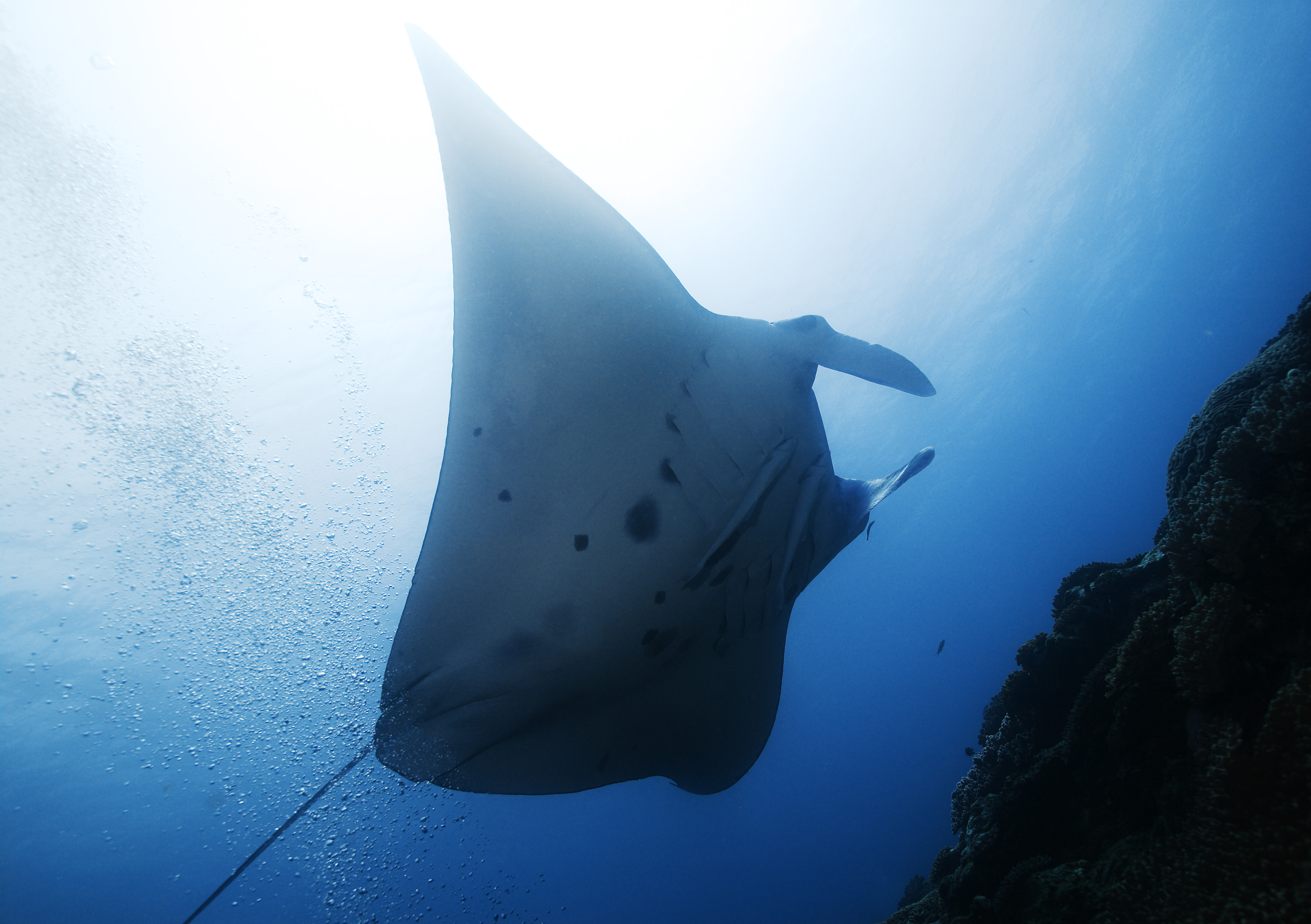 photo,material,free,landscape,picture,stock photo,Creative Commons,A dance of a manta, manta, ray, In the sea, underwater photograph