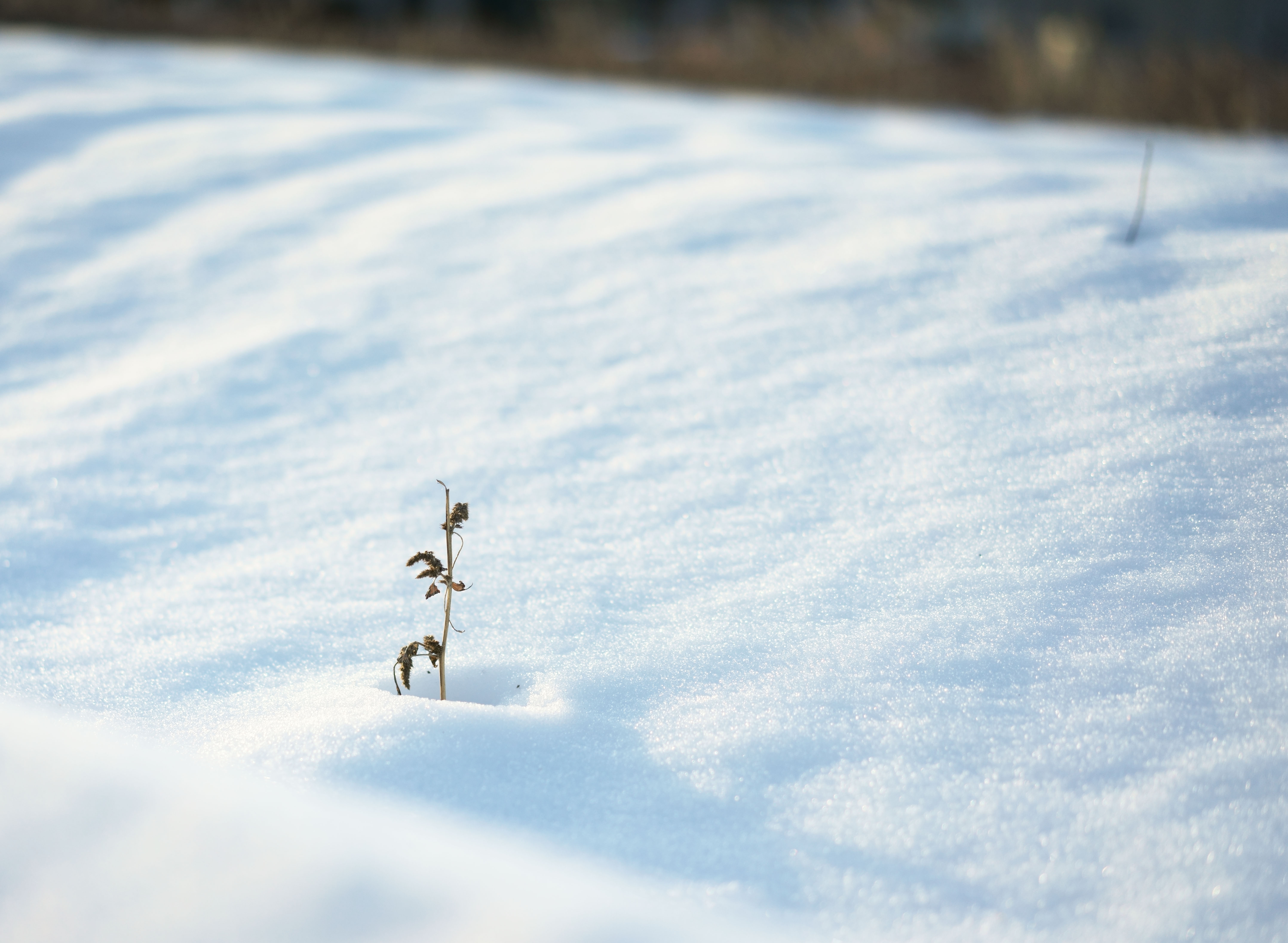 photo,material,free,landscape,picture,stock photo,Creative Commons,Snow Illusion, , , , 