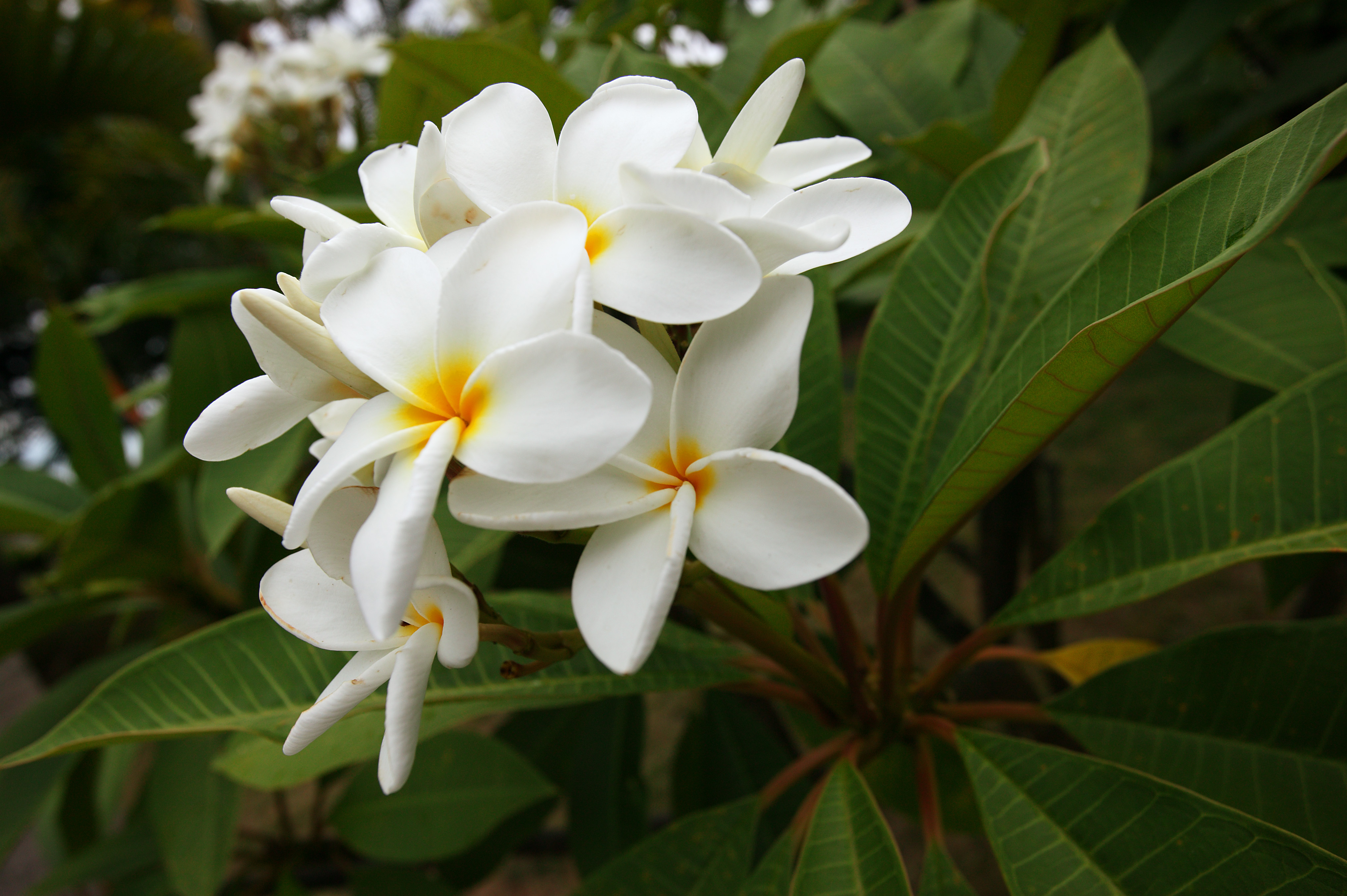 Foto, materieel, vrij, landschap, schilderstuk, bevoorraden foto,Een bloem van een frangipani, Frangipani, De tropische zone, Bloem, Blanke