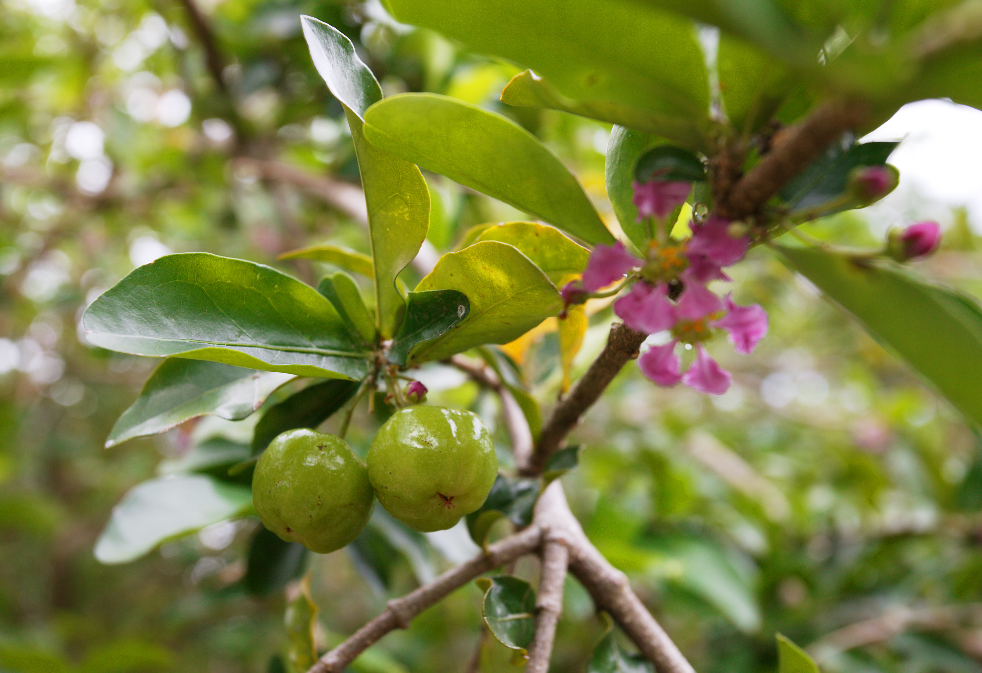 photo,material,free,landscape,picture,stock photo,Creative Commons,A young fruit of acerola, Acerola, Pink, flower, Fruit