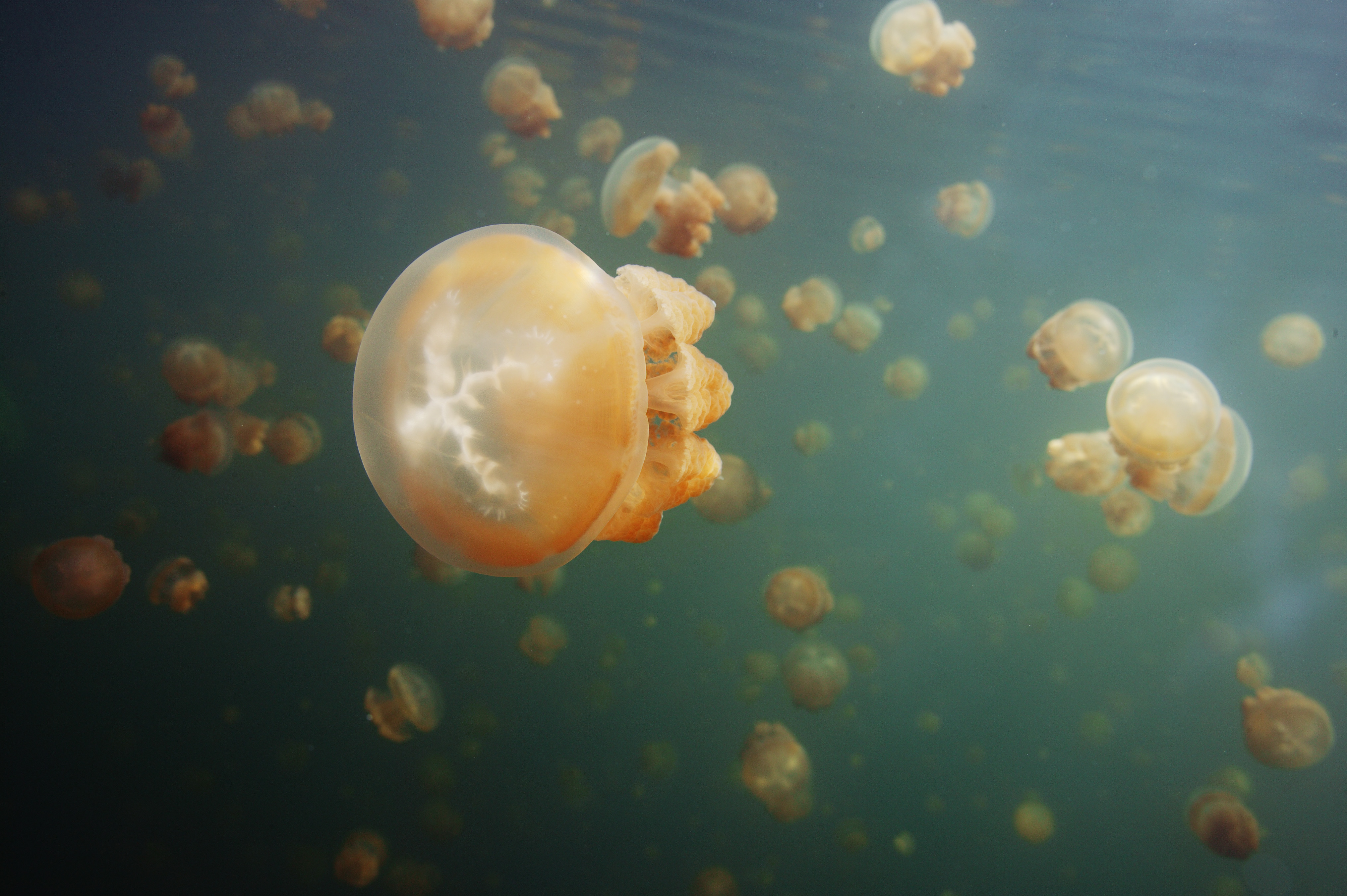 photo,material,free,landscape,picture,stock photo,Creative Commons,Drifting of a jellyfish, jellyfish, , , 