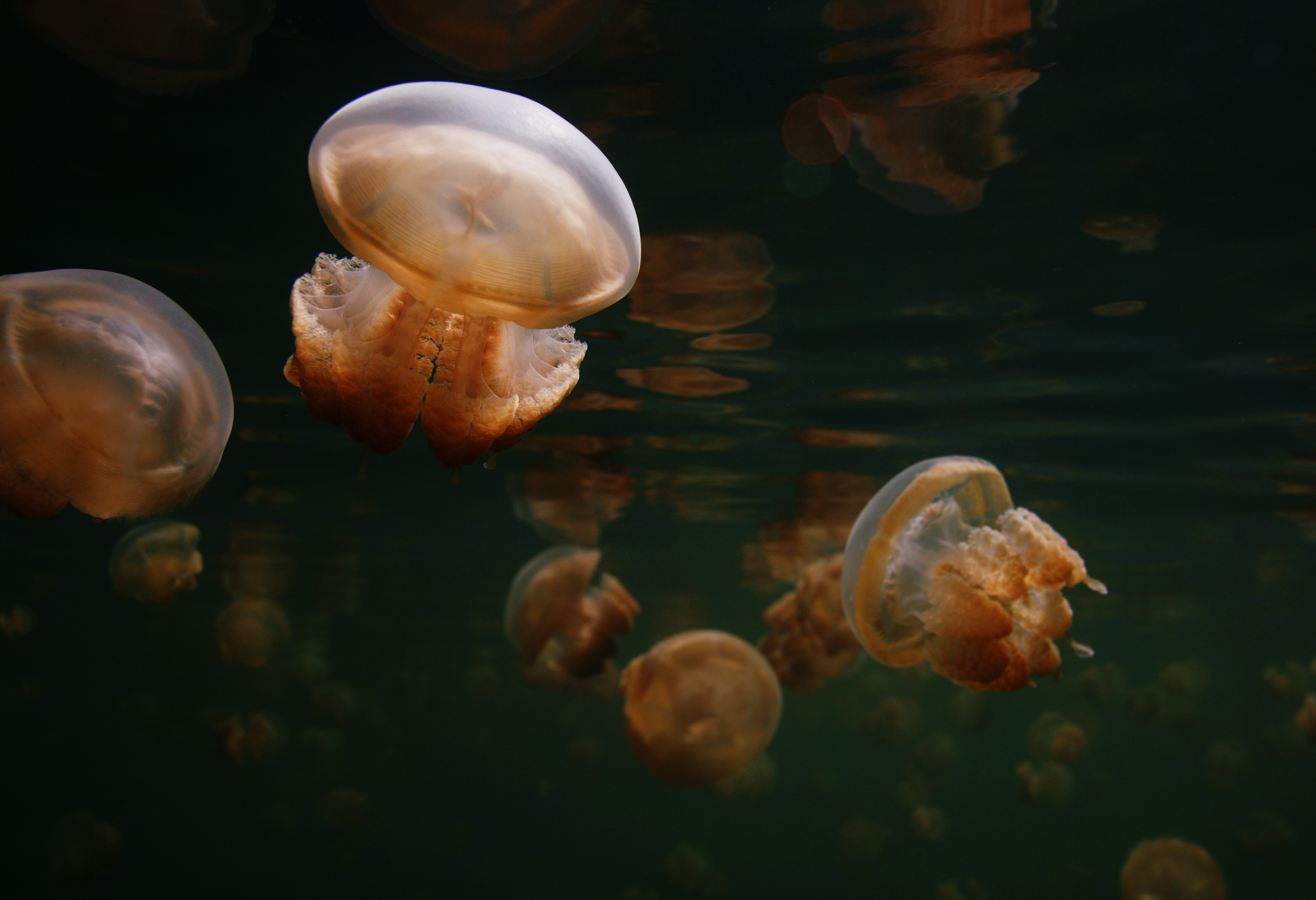 photo,material,free,landscape,picture,stock photo,Creative Commons,A flock of jellyfishes, jellyfish, , , 