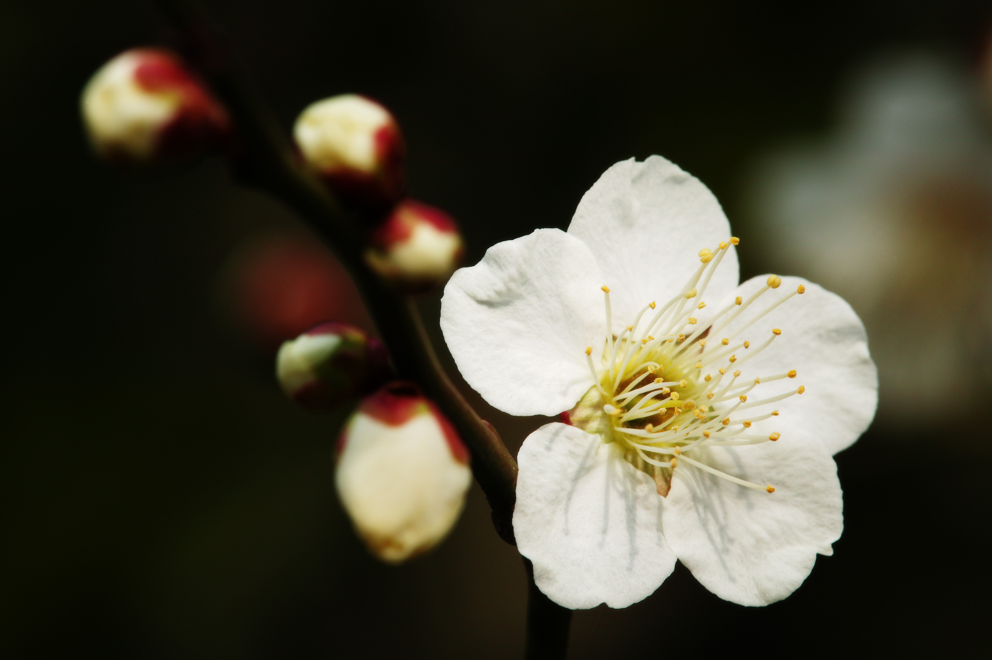 photo,material,free,landscape,picture,stock photo,Creative Commons,A flower of a plum, White, plum, , petal