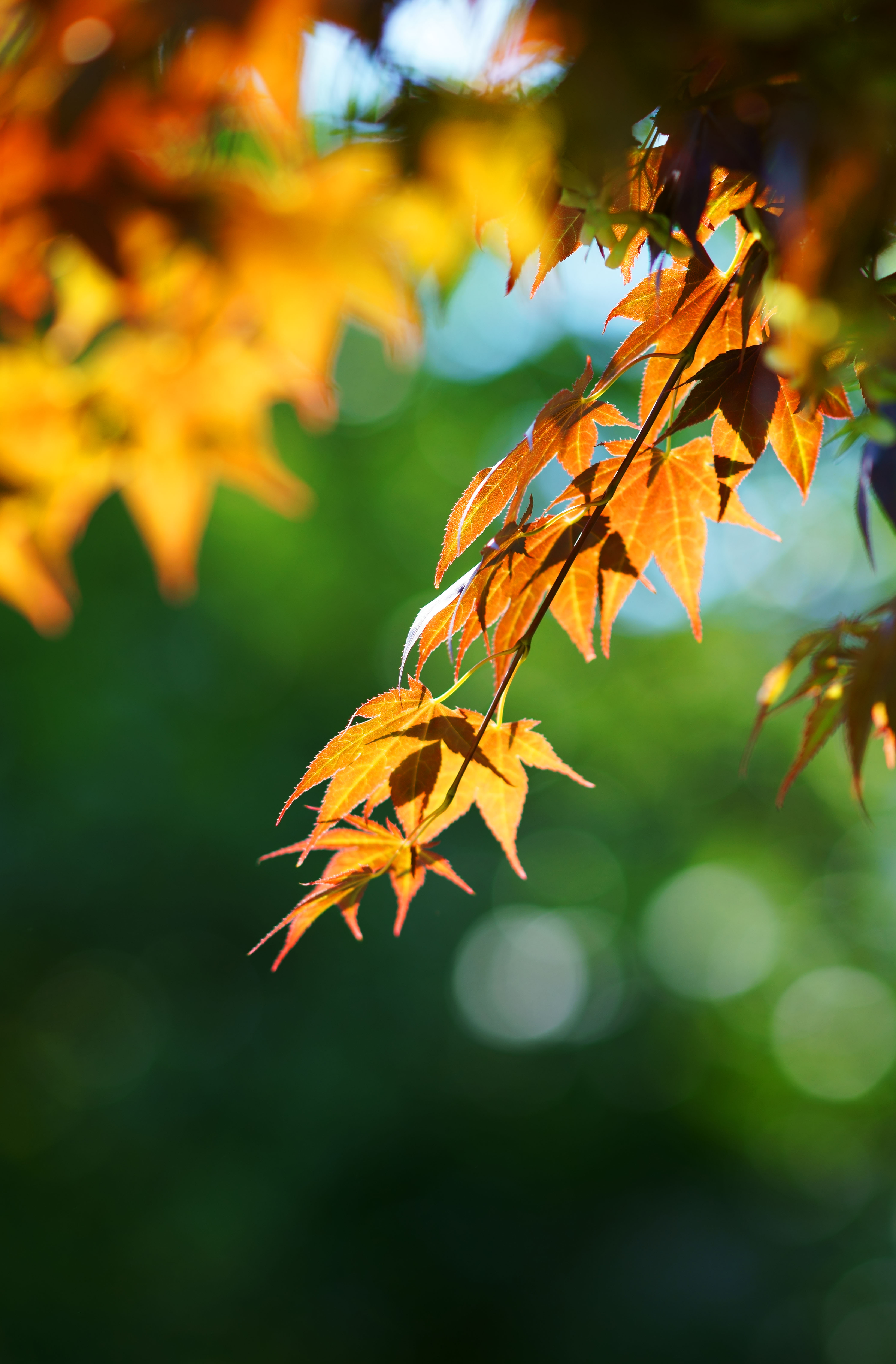 photo,material,free,landscape,picture,stock photo,Creative Commons,Momiji, , , , 