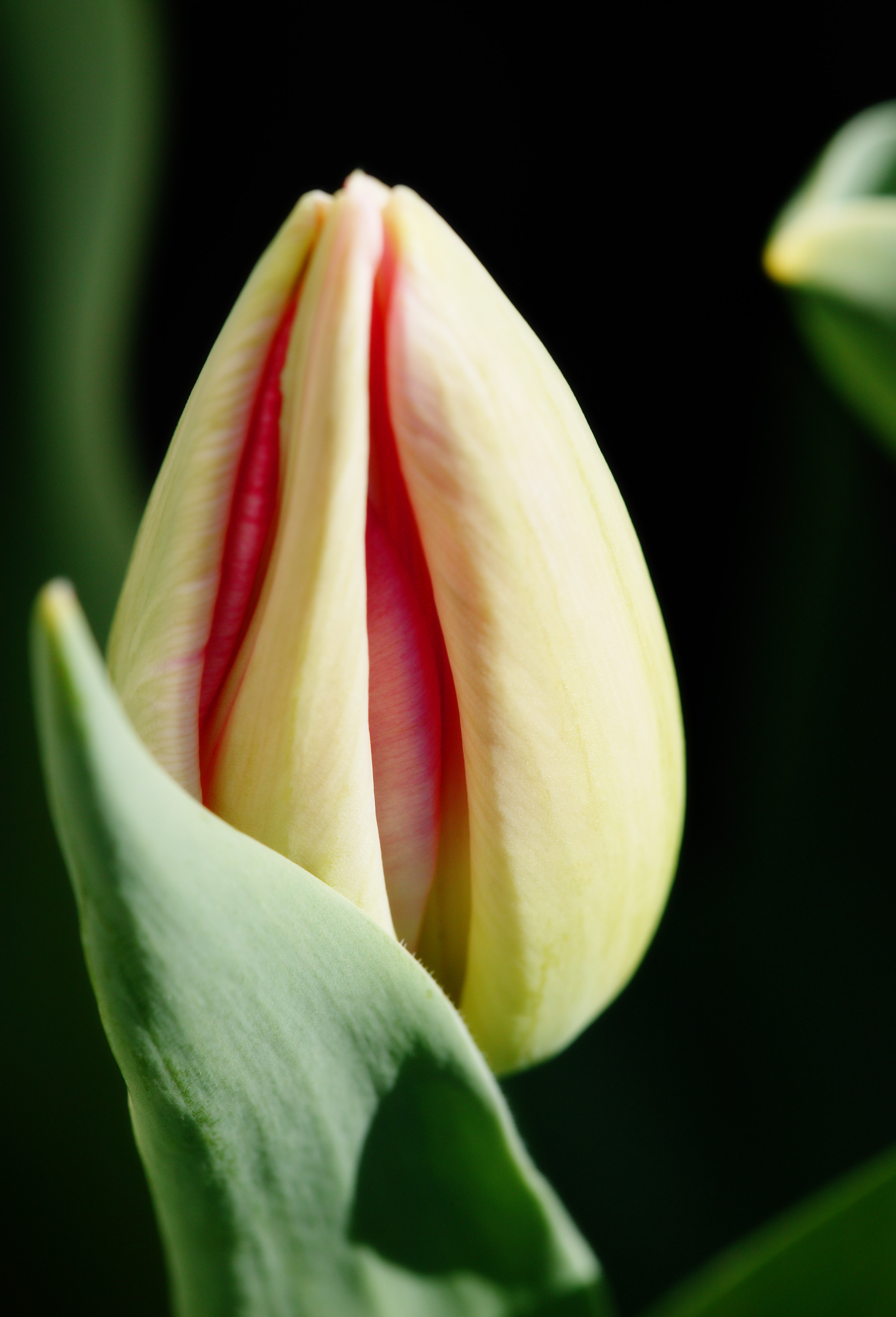 , , , , ,  .,? ,   ., , tulip, petal, potted 