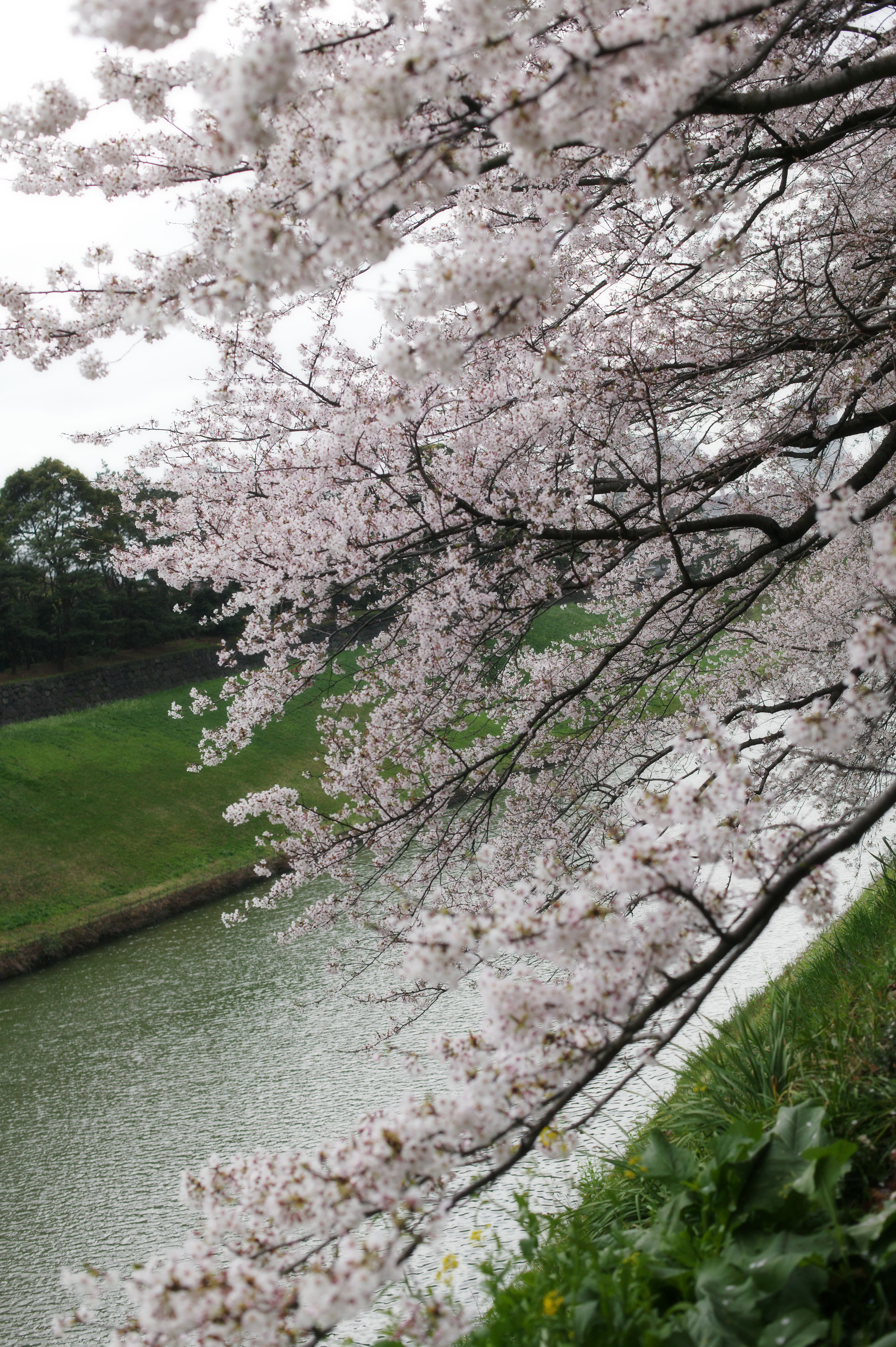 photo,material,free,landscape,picture,stock photo,Creative Commons,A cherry tree to a moat, cherry tree, , , Yoshino cherry tree