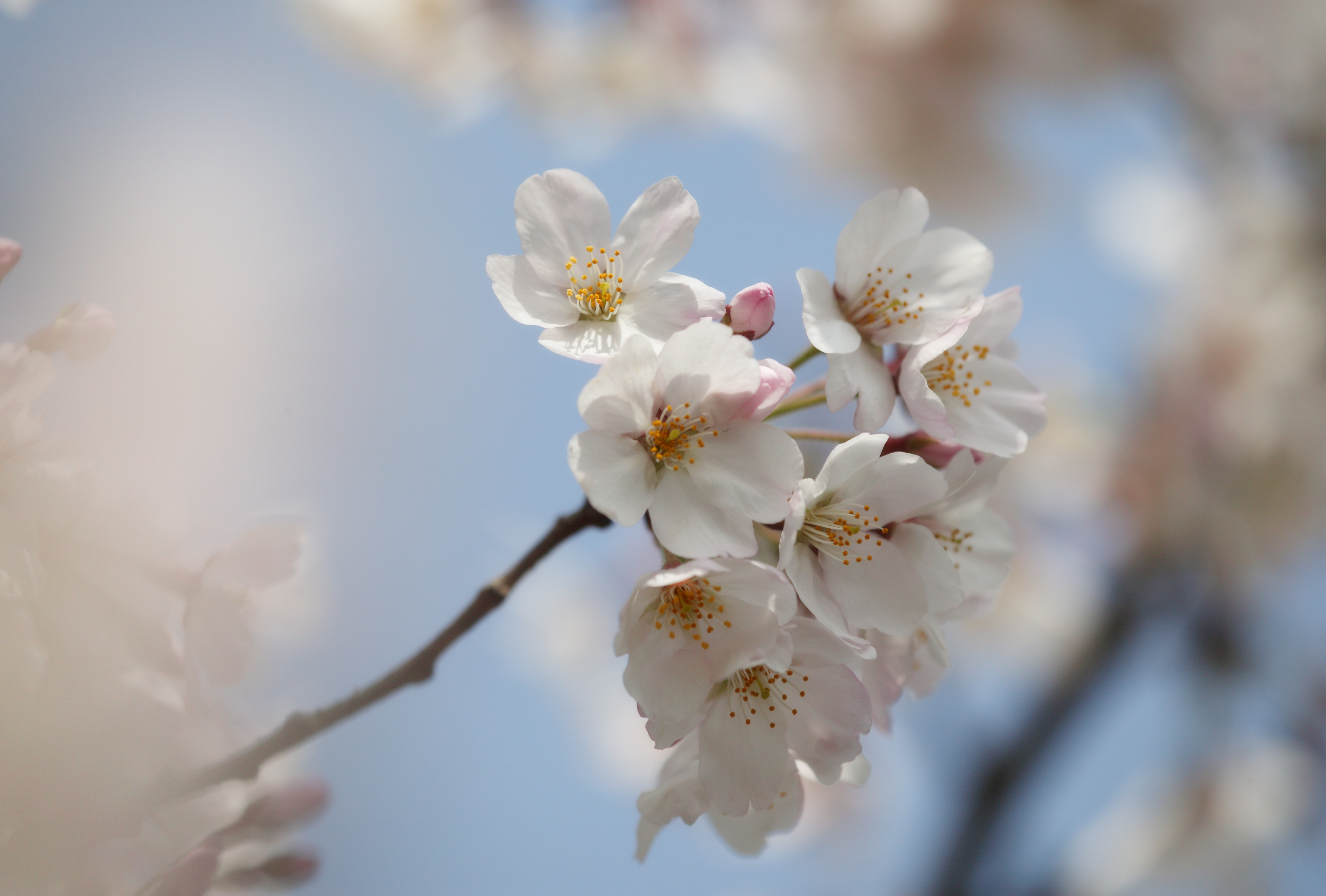 foto,tela,gratis,paisaje,fotografa,idea,Primavera de uno cerezo de Yoshino, Cerezo, , , Cerezo de Yoshino