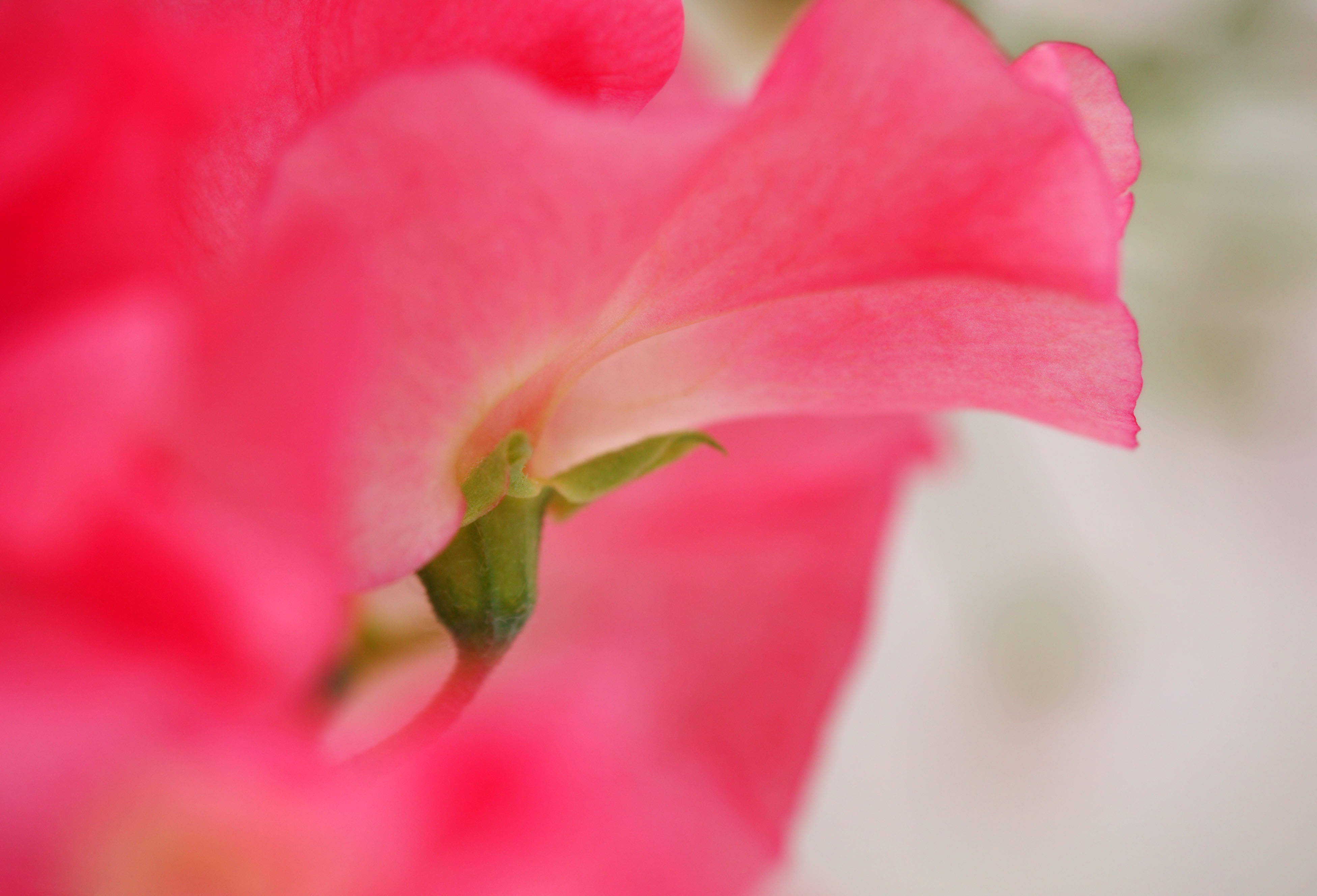 photo,material,free,landscape,picture,stock photo,Creative Commons,A nape of sweet pea, Pink, Sweet pea, sweet pea, petal