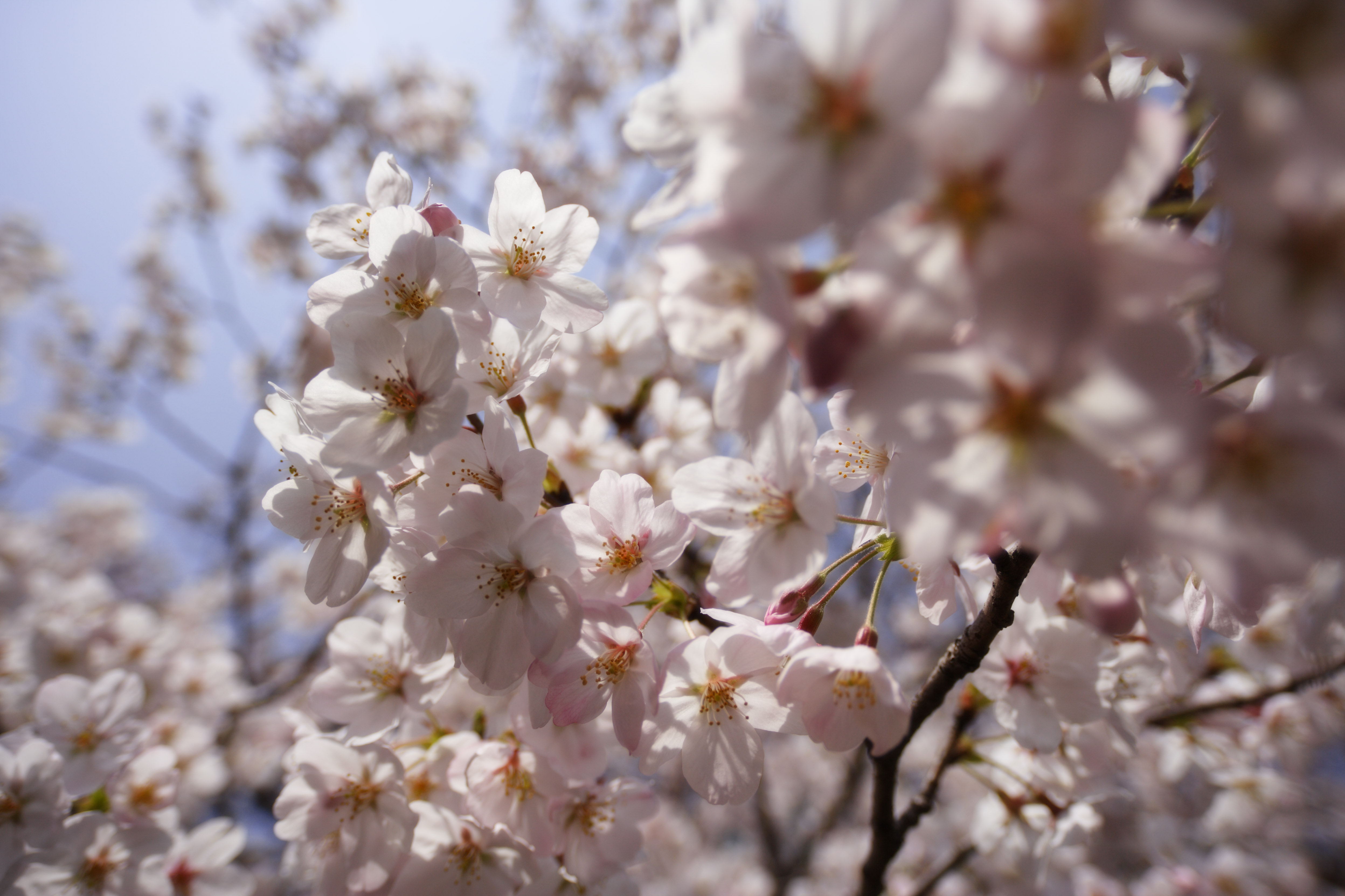 foto,tela,gratis,paisaje,fotografa,idea,Un rbol de cerezo florece, Cerezo, , , Cerezo de Yoshino