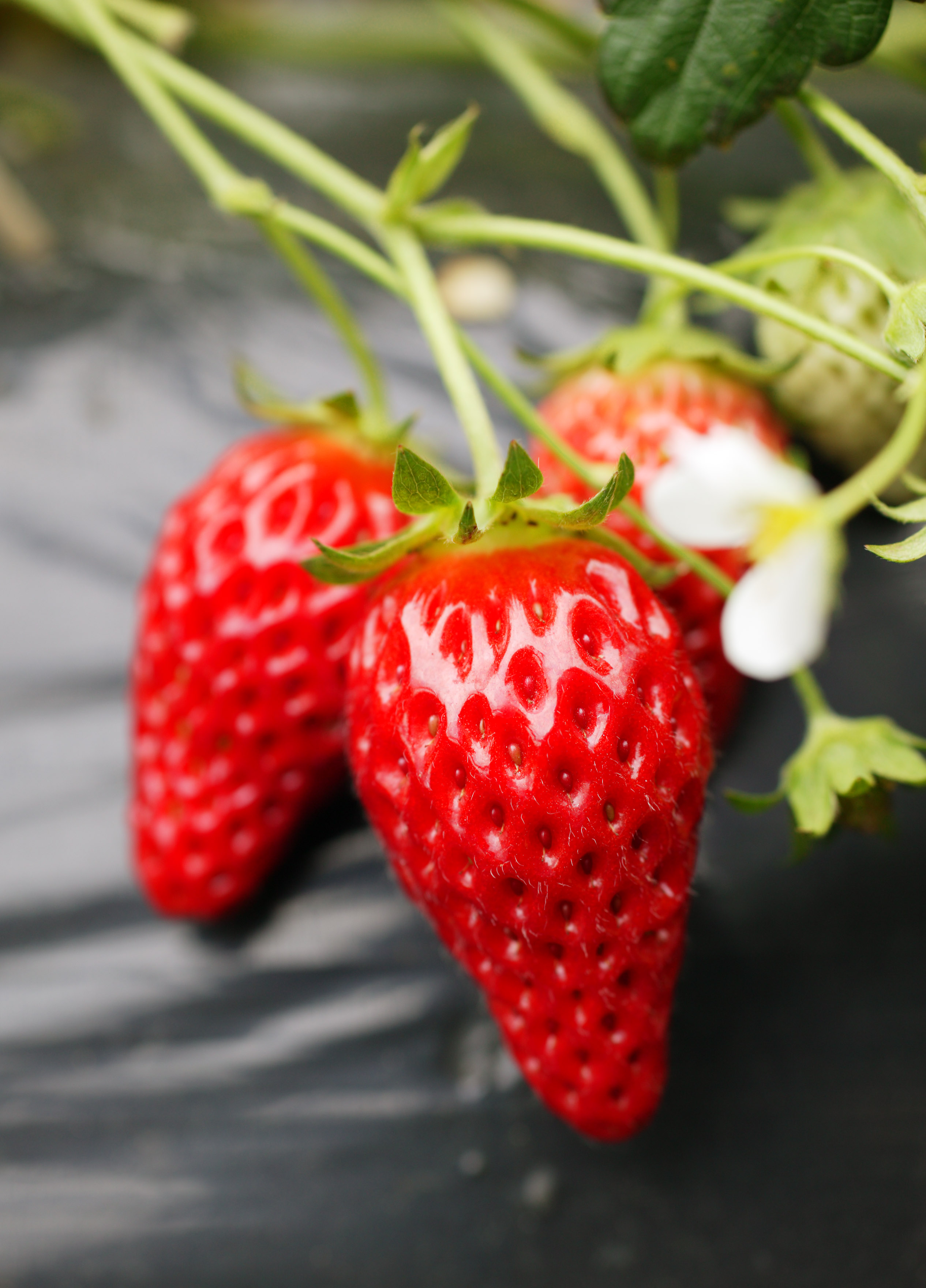 photo,material,free,landscape,picture,stock photo,Creative Commons,A strawberry of the crop time, strawberry, , , Fruit