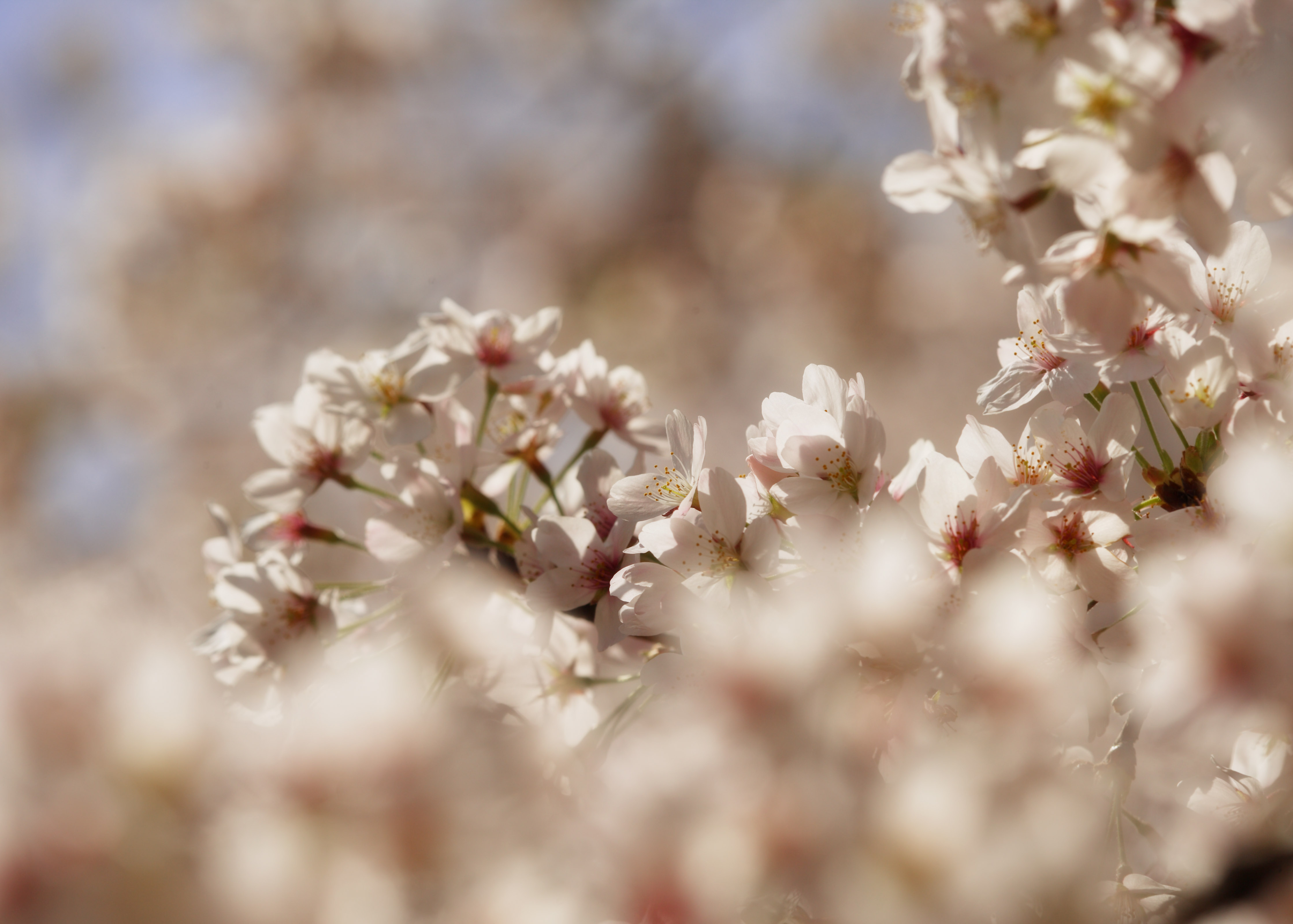 photo,material,free,landscape,picture,stock photo,Creative Commons,A cherry tree in full glory, cherry tree, petal, , 