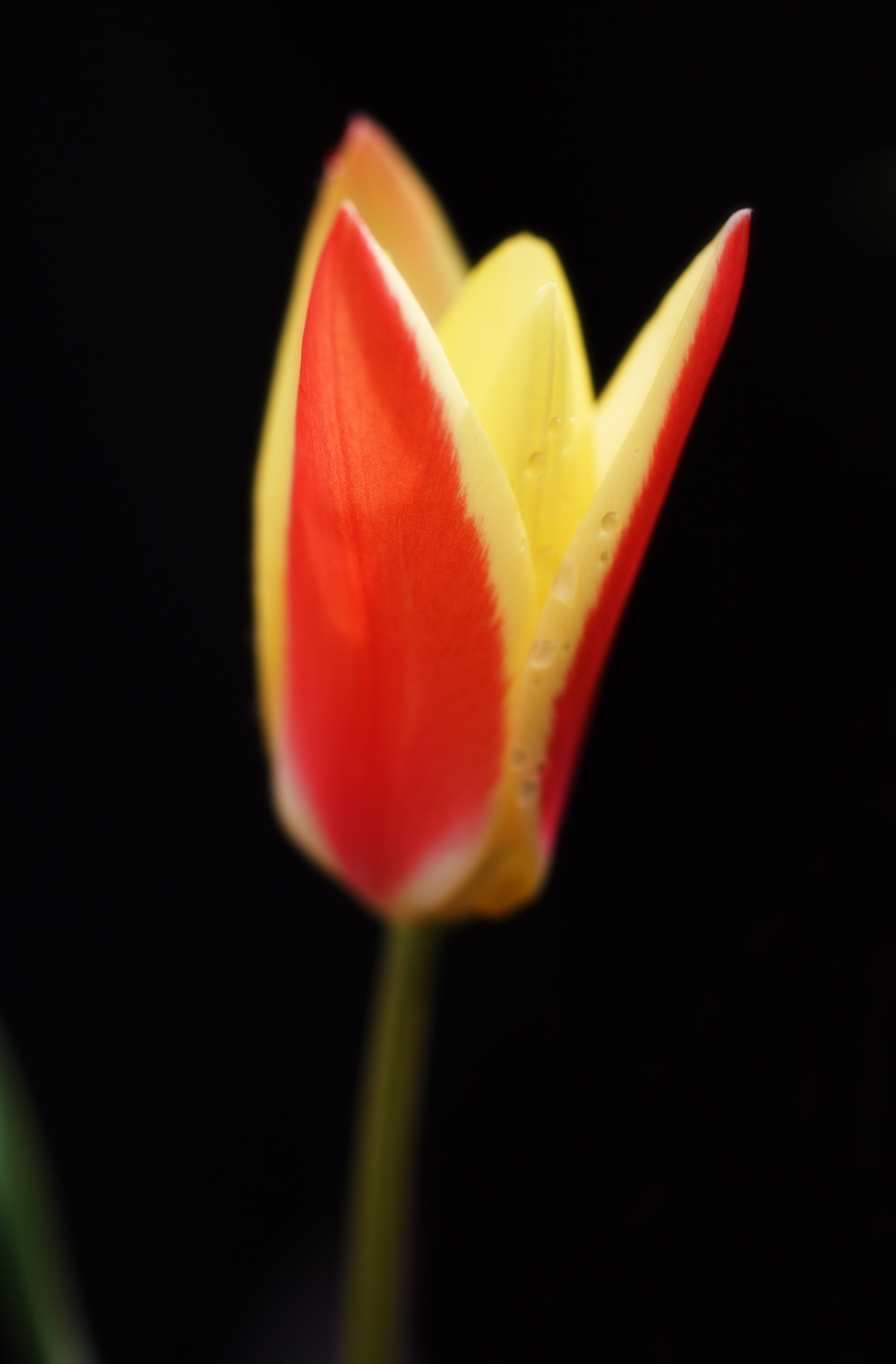 photo,material,free,landscape,picture,stock photo,Creative Commons,Loneliness of a tulip, , tulip, petal, Red
