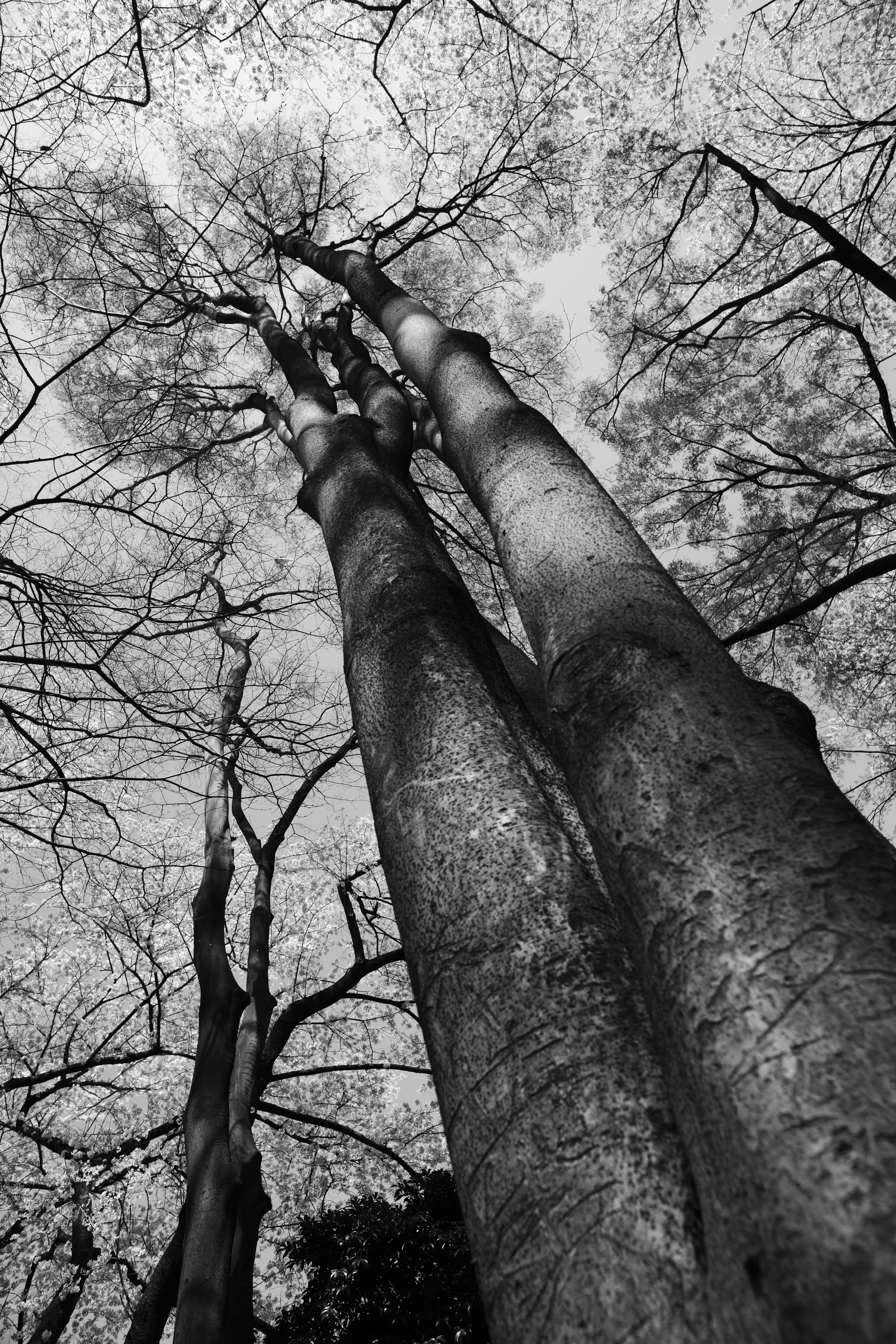 photo,material,free,landscape,picture,stock photo,Creative Commons,A huge tree of a park, Monochrome, Black and white, The bark, tree