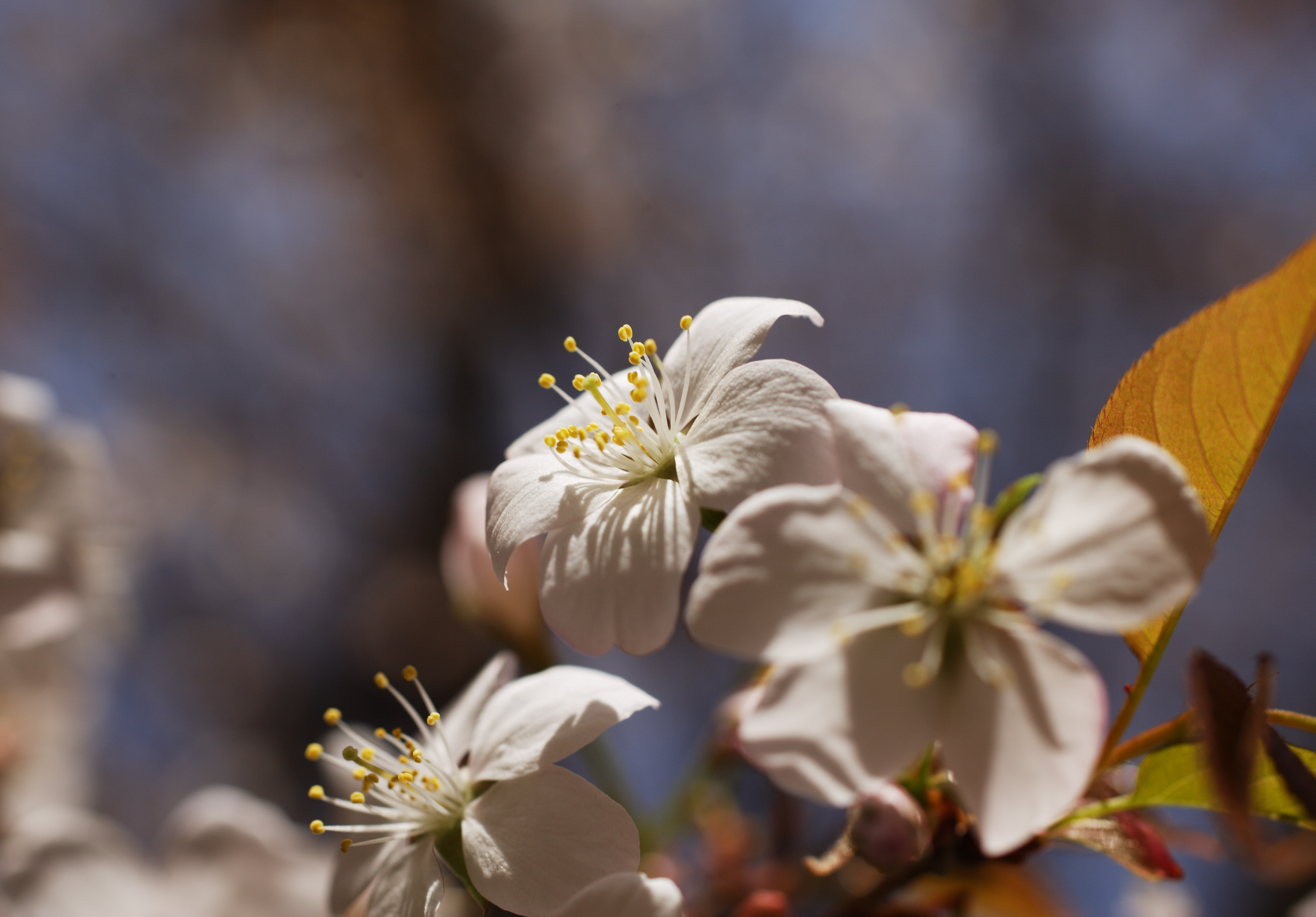 photo,material,free,landscape,picture,stock photo,Creative Commons,A wild cherry tree, cherry tree, petal, , 