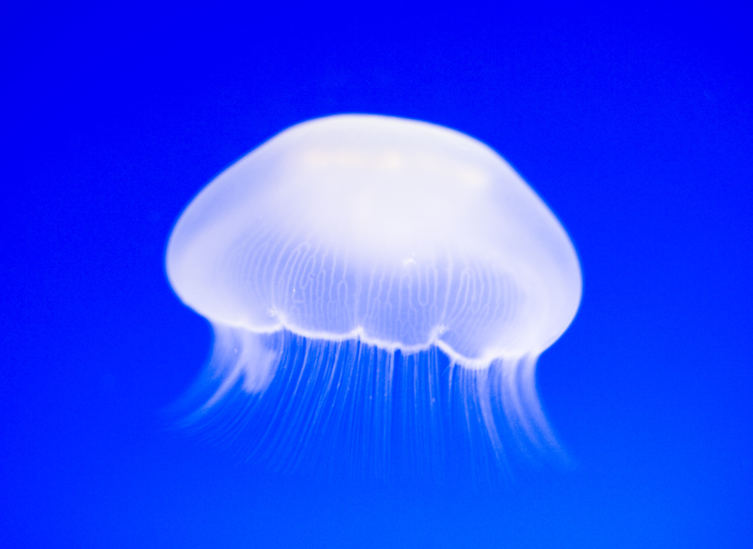 foto,tela,gratis,paisaje,fotografa,idea,Es un vuelo de unas medusas sin mirar, Medusas, , , 